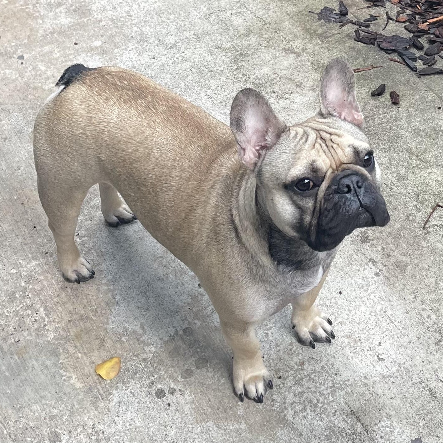 Enlarge Porkchop, a ADOPTABLE French Bulldog in Folsom, CA image 1/4