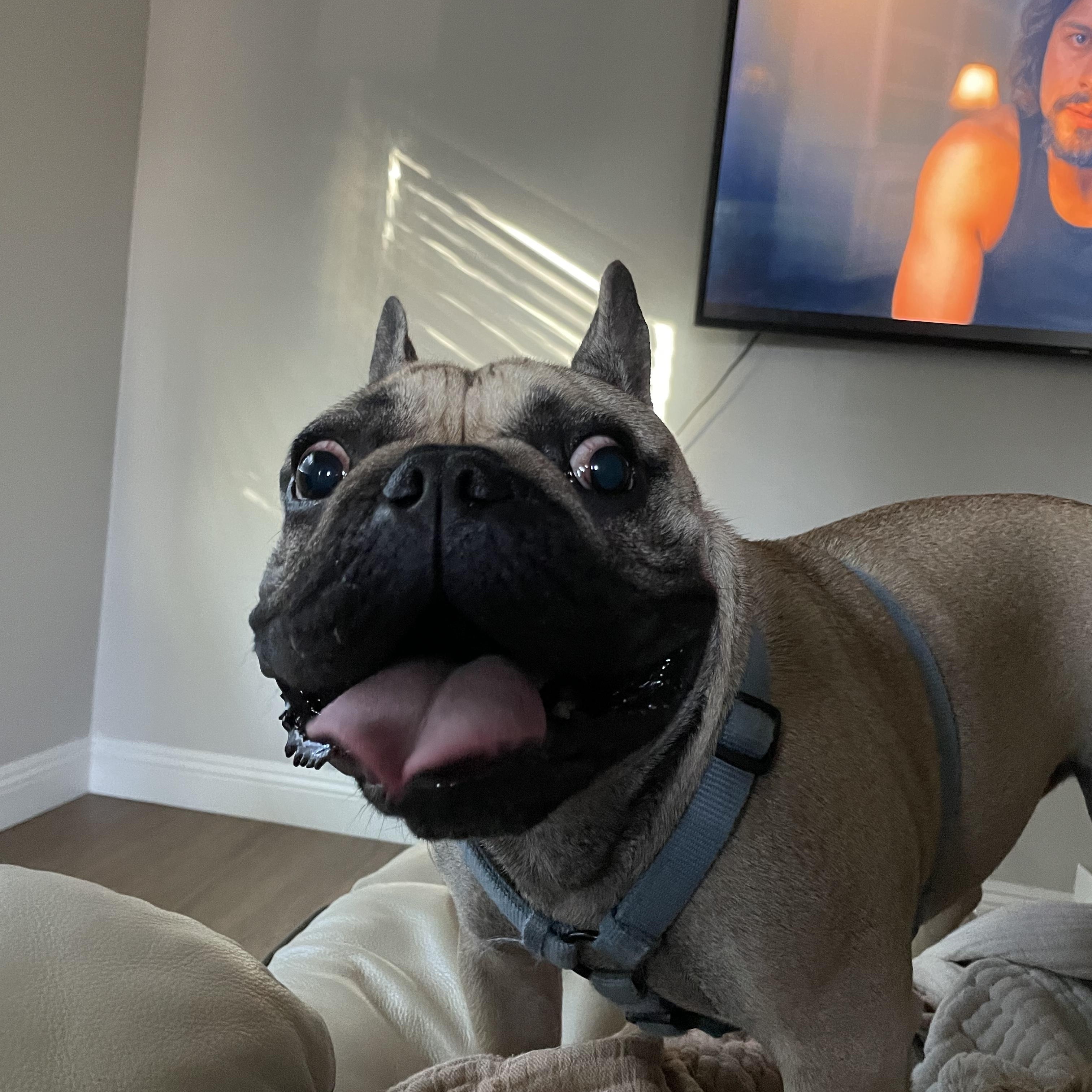 Enlarge Porkchop, a ADOPTABLE French Bulldog in Folsom, CA image 2/4