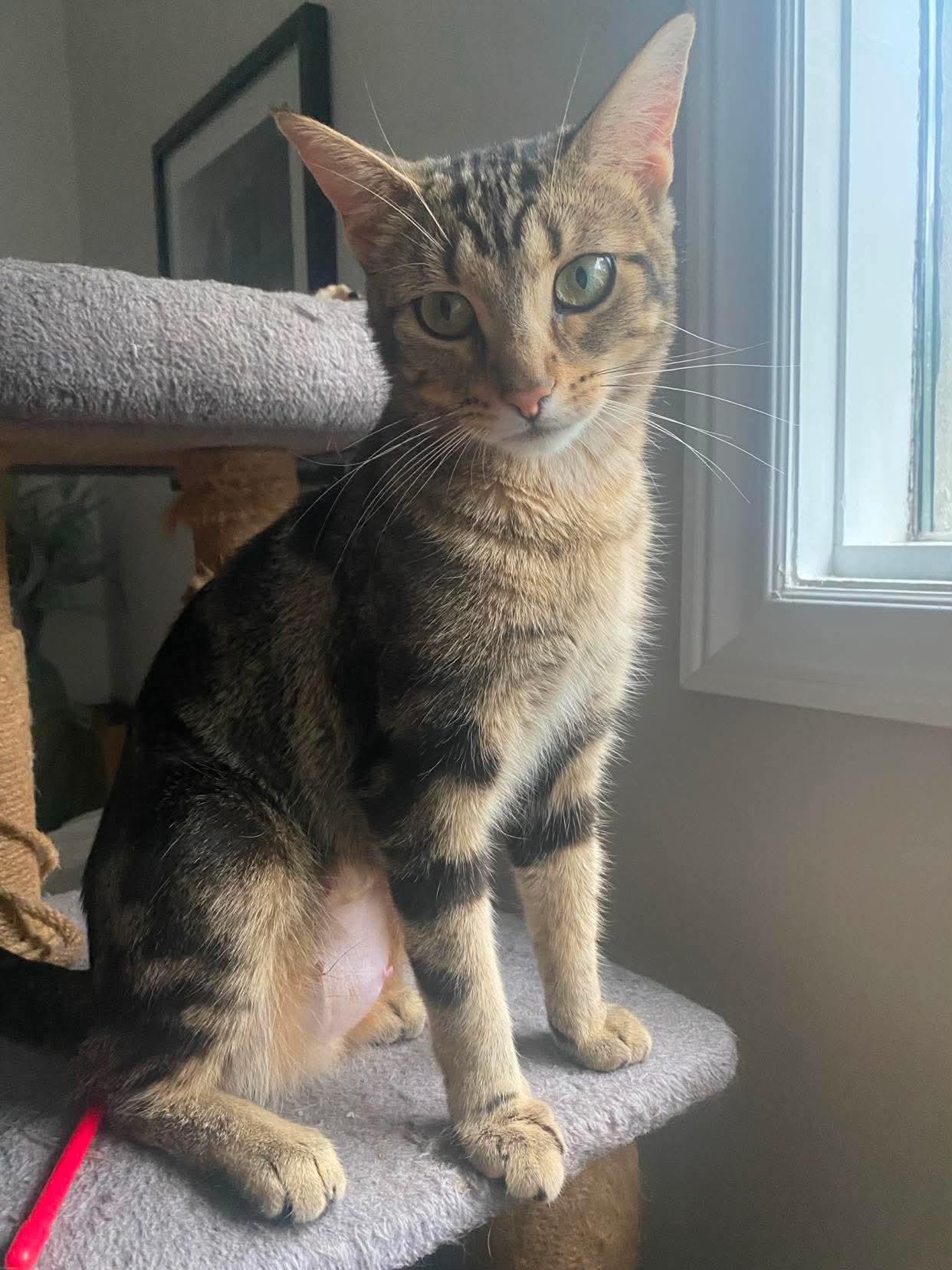 Cricket, Adoptable, Young Female Domestic Short Hair.