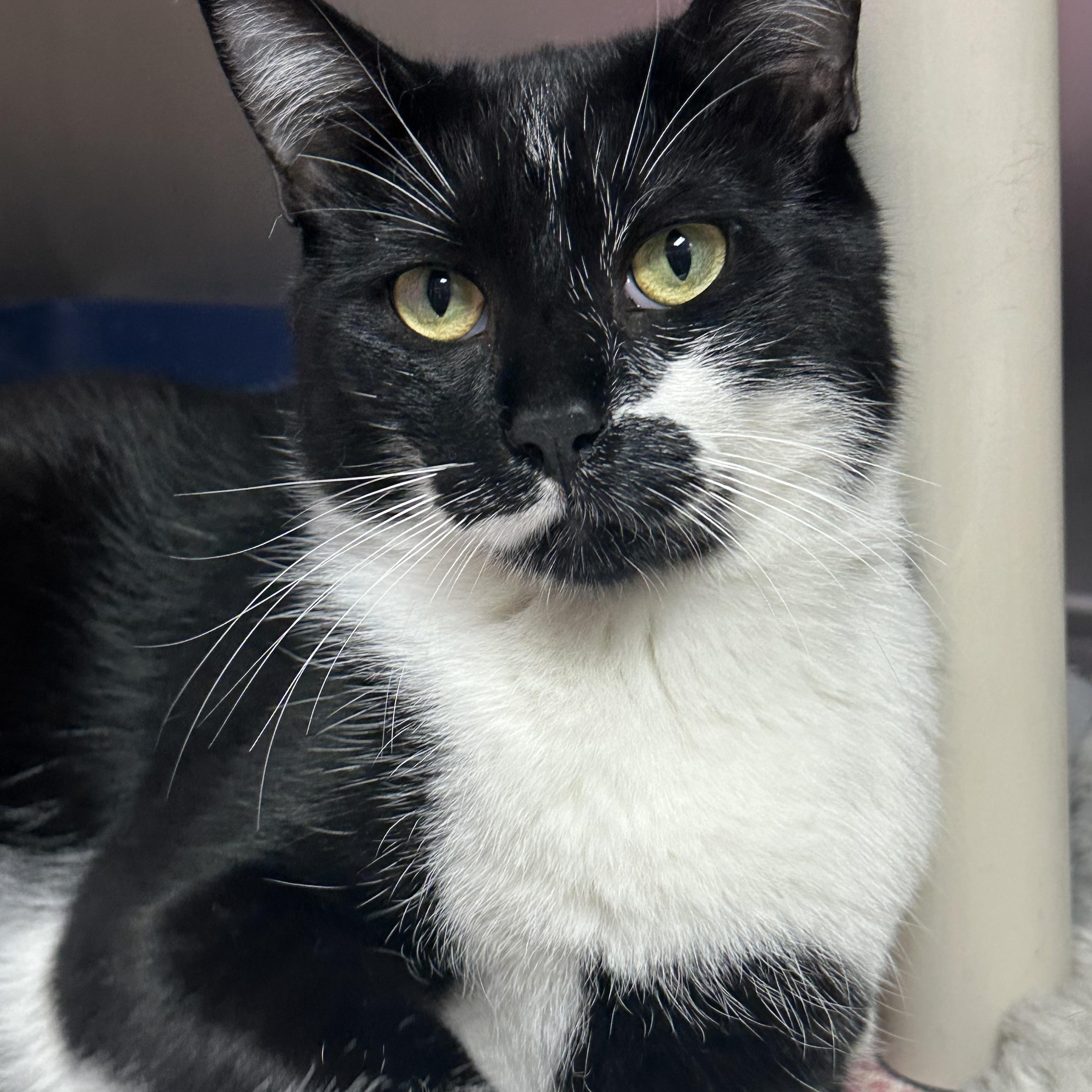 Enlarge Finn & Mowgli Brothers, a ADOPTABLE Domestic Short Hair in Clifton, NJ image 4/5