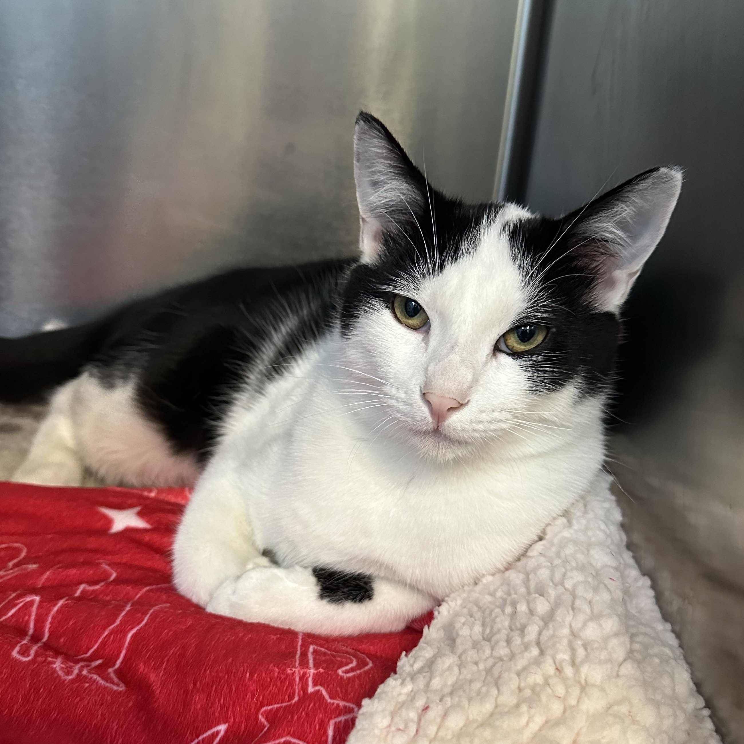 Enlarge Finn & Mowgli Brothers, a ADOPTABLE Domestic Short Hair in Clifton, NJ image 3/5