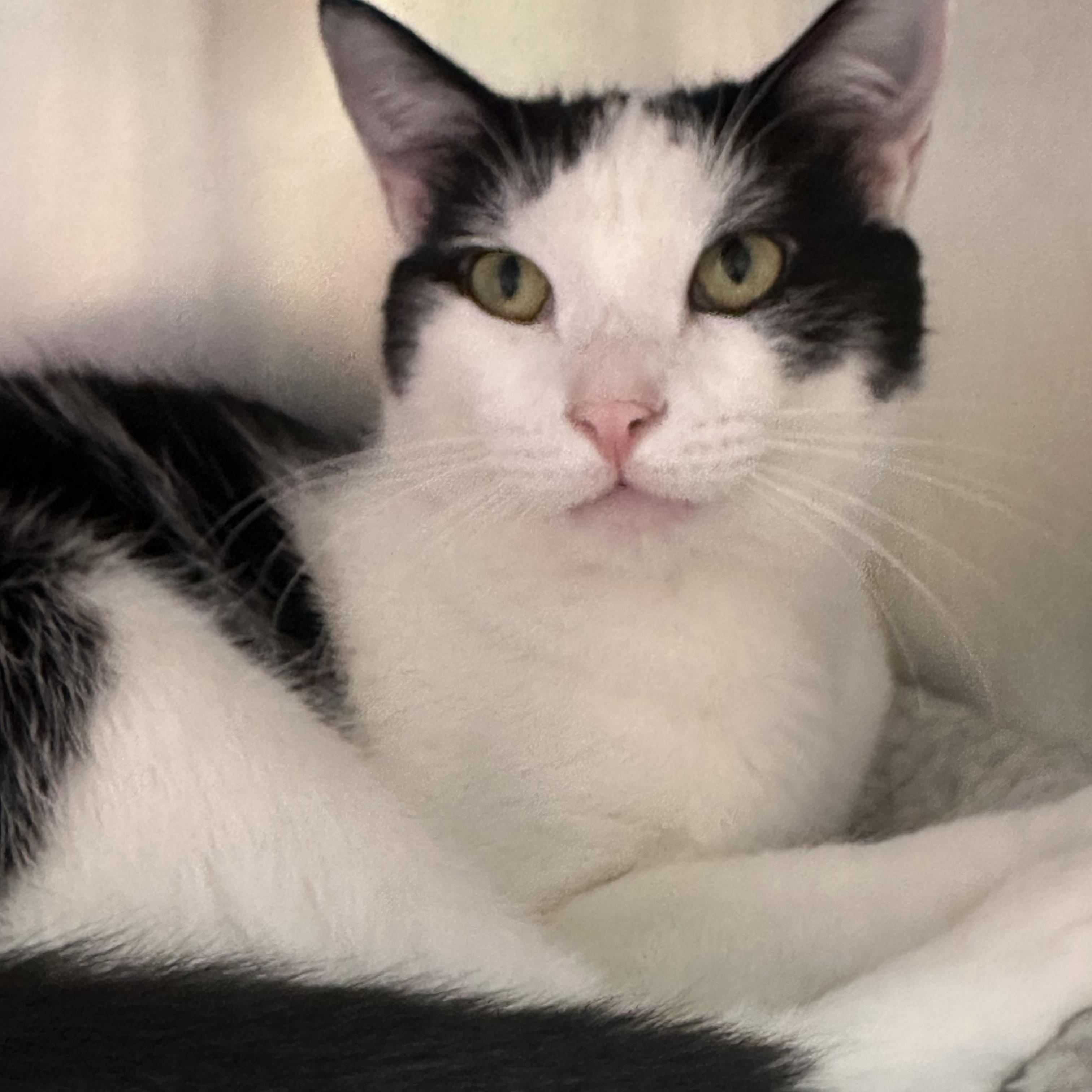 Enlarge Finn & Mowgli Brothers, a ADOPTABLE Domestic Short Hair in Clifton, NJ image 5/5