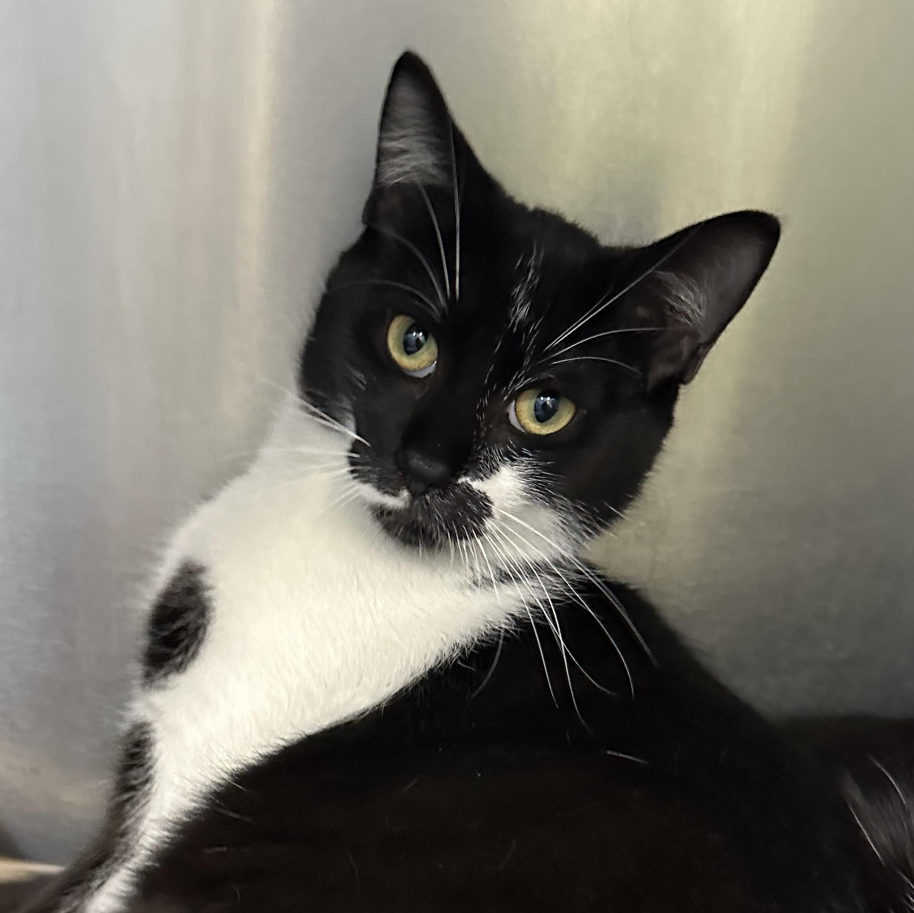 Enlarge Finn & Mowgli Brothers, a ADOPTABLE Domestic Short Hair in Clifton, NJ image 2/5