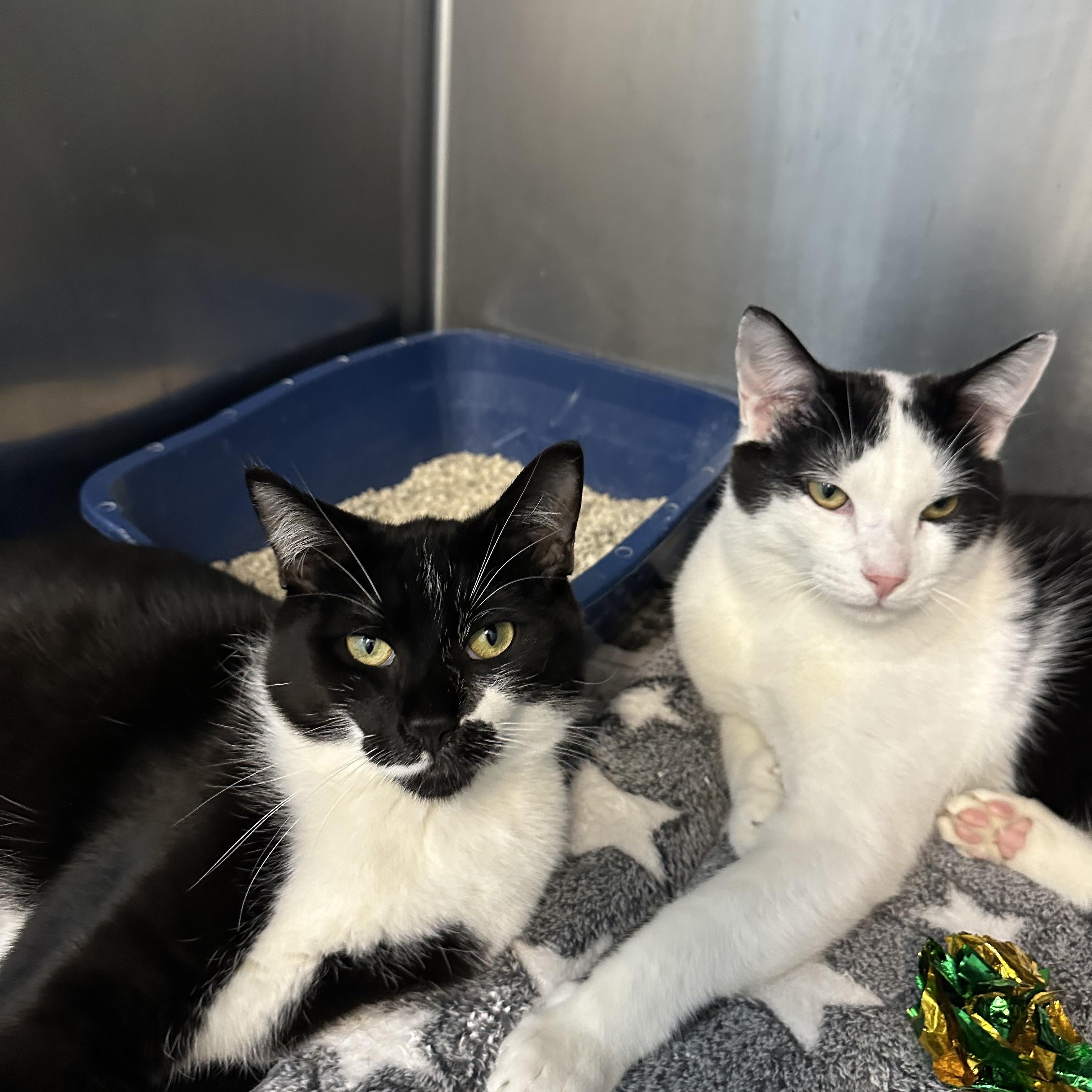 Enlarge Finn & Mowgli Brothers, a ADOPTABLE Domestic Short Hair in Clifton, NJ image 5/5