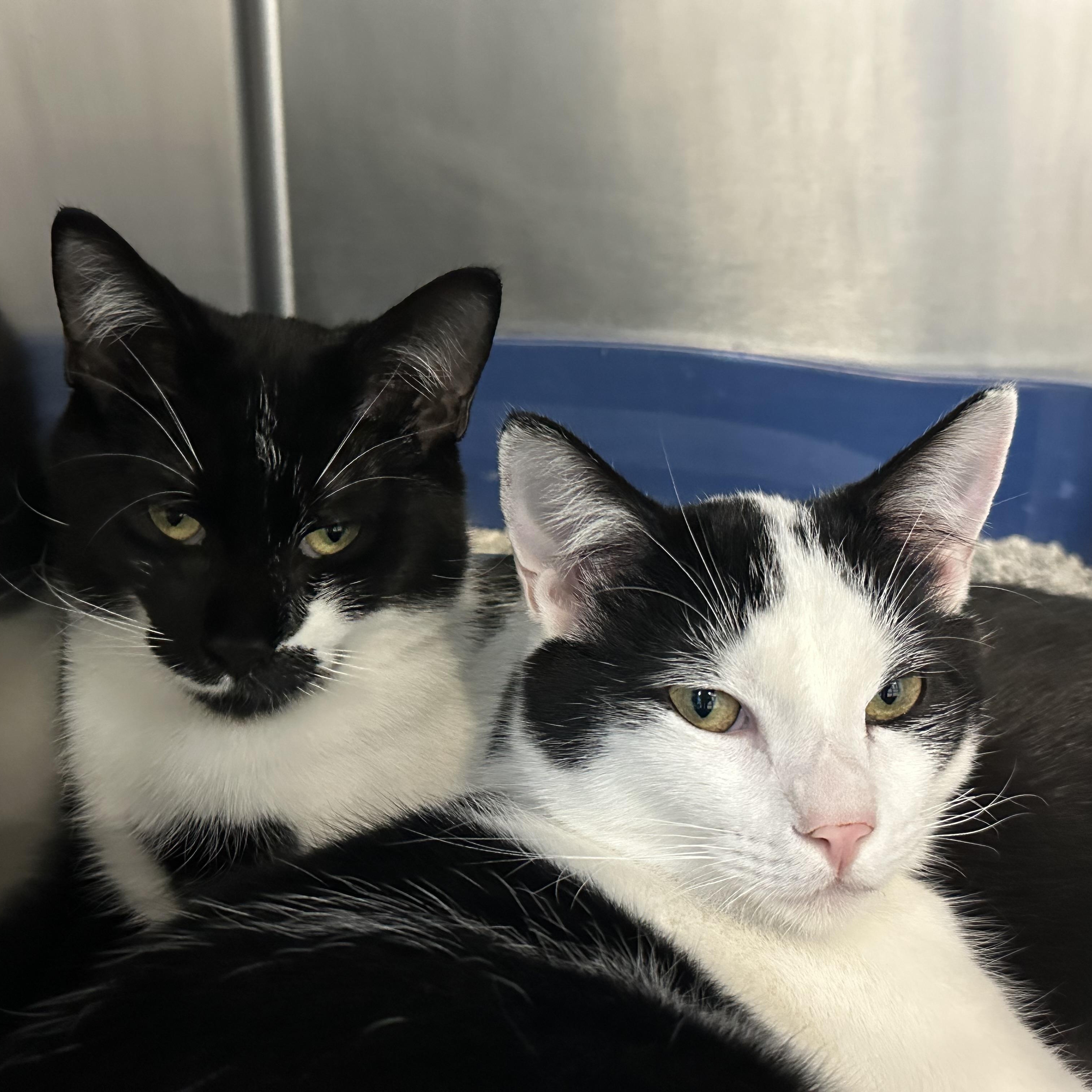Enlarge Finn & Mowgli Brothers, a ADOPTABLE Domestic Short Hair in Clifton, NJ image 1/5