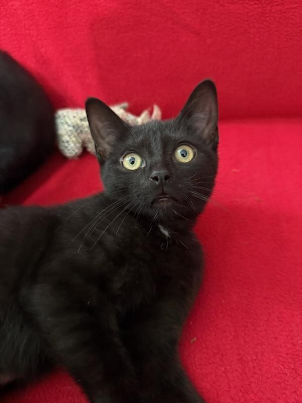 Onyx