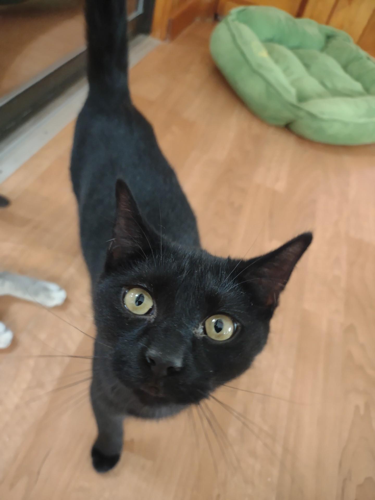 Onyx, a Adoptable mixed breed in Montour Falls, NY image 3/5