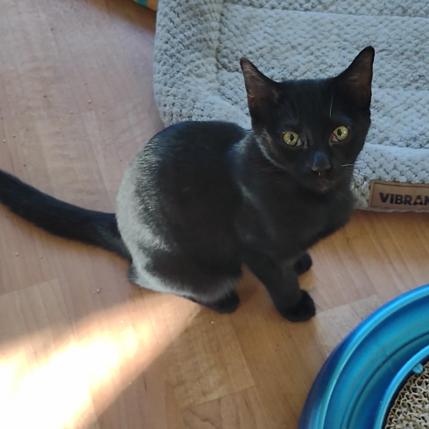 Onyx, a Adoptable mixed breed in Montour Falls, NY image 4/5