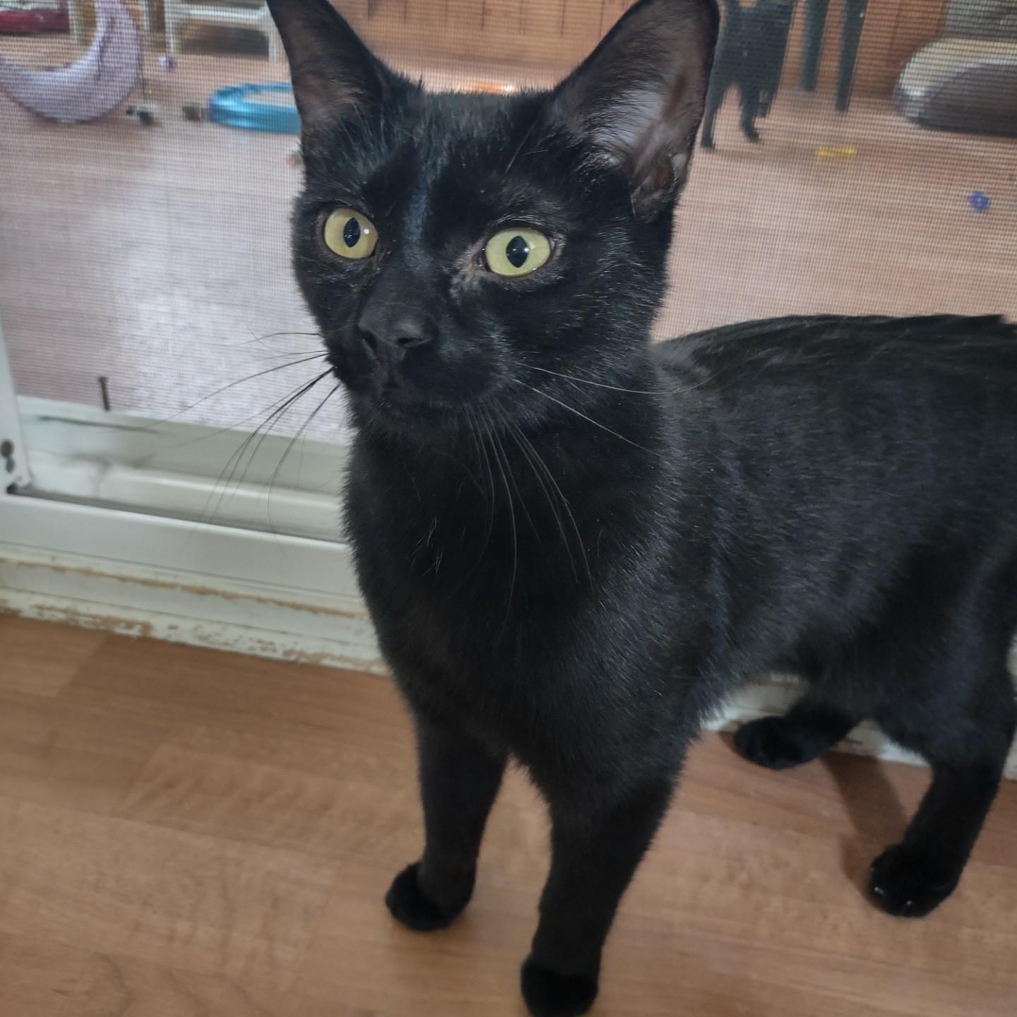 Enlarge Onyx, an adoptable mixed breed in Montour Falls, NY image 3/3