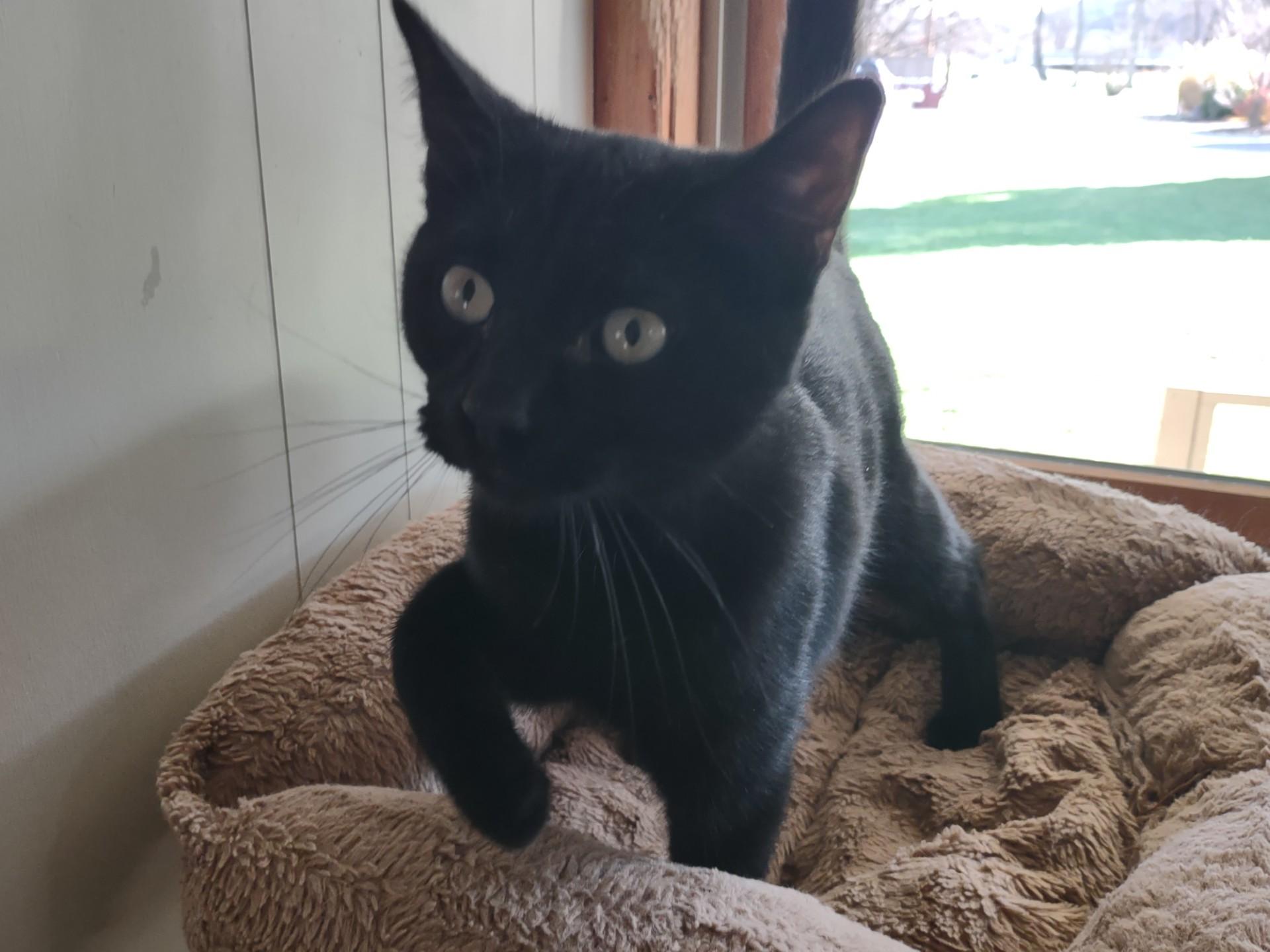 Onyx, Adoptable, Kitten Male Bombay & Domestic Short Hair.