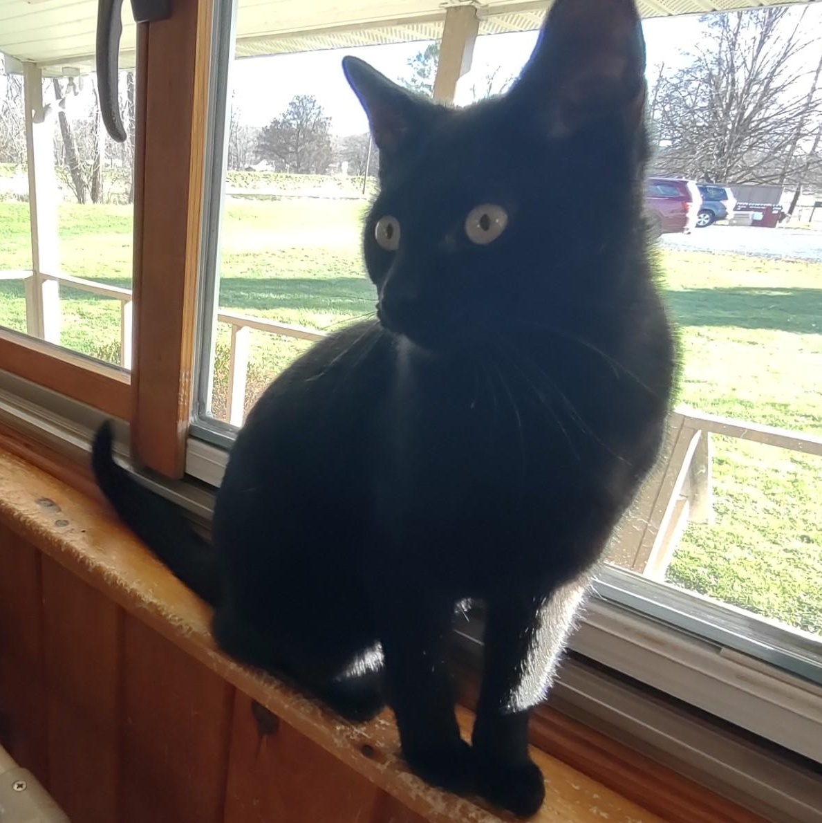 Onyx, a Adoptable mixed breed in Montour Falls, NY image 2/5