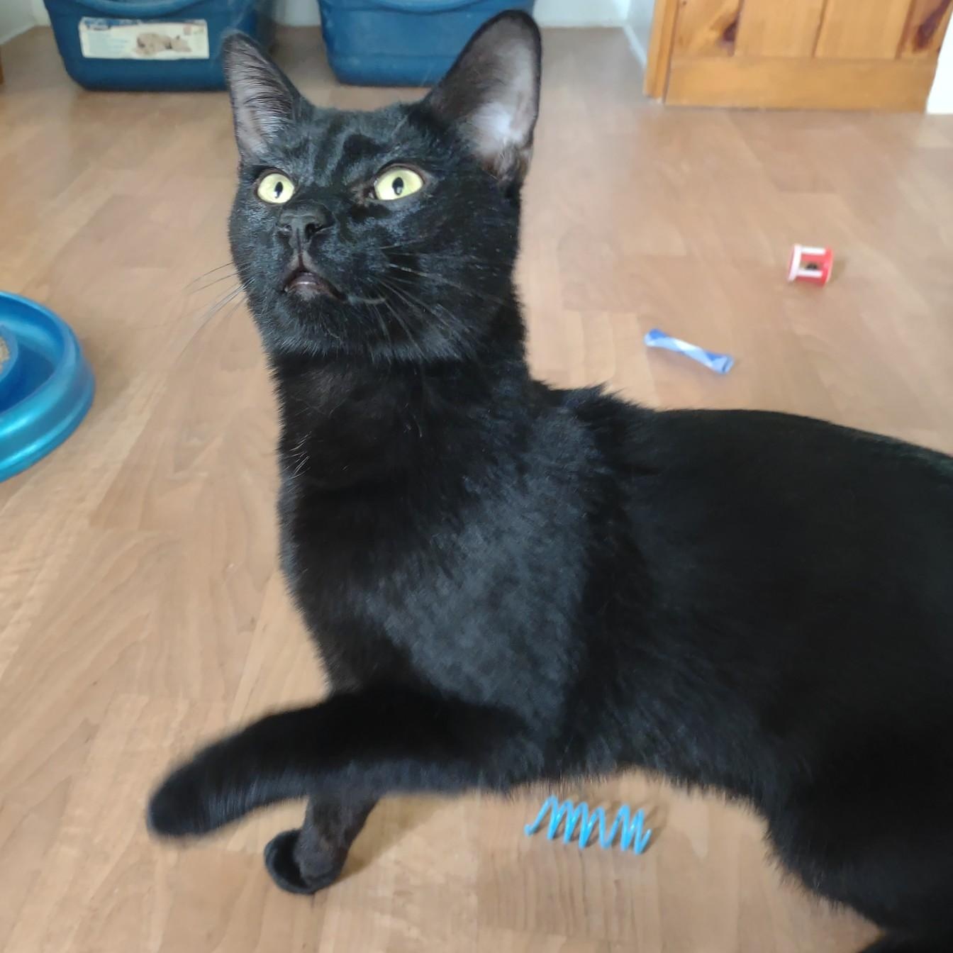 Enlarge Onyx, an adoptable mixed breed in Montour Falls, NY image 1/3