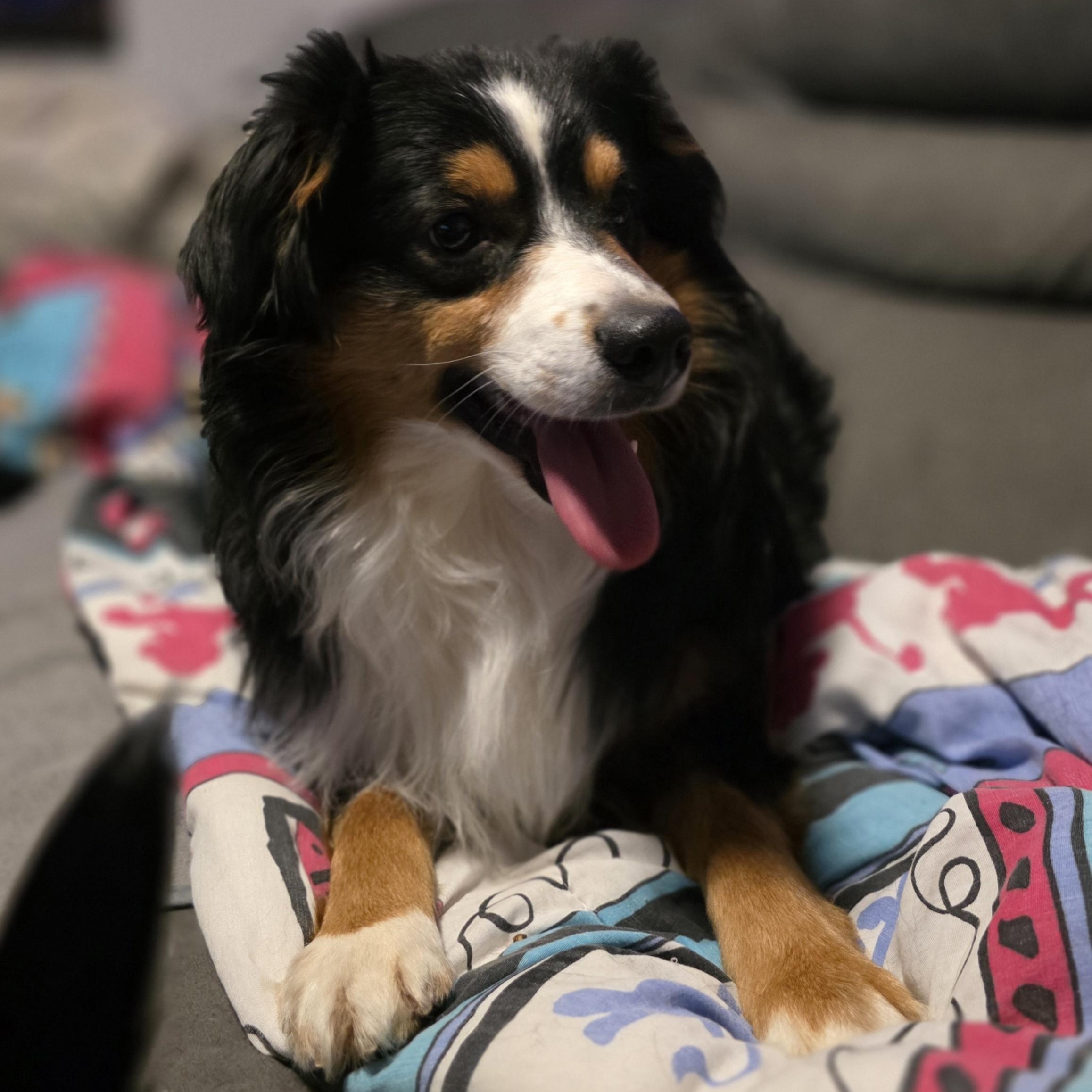 Enlarge Turbo, a Adoptable Australian Shepherd in Lincoln, NE image 5/6