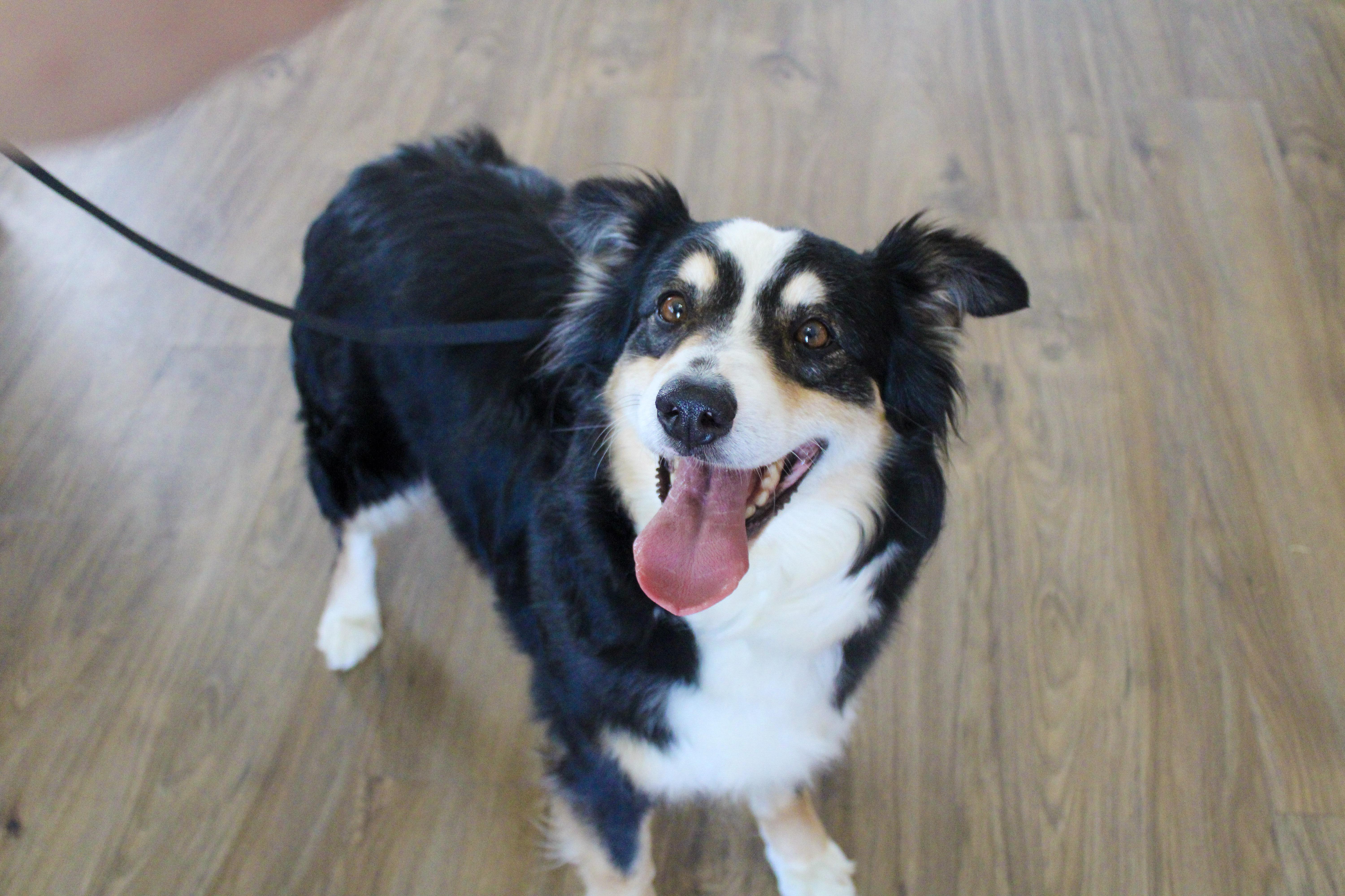 Enlarge Bessie, an adopted Australian Shepherd in Neosho, MO image 2/2