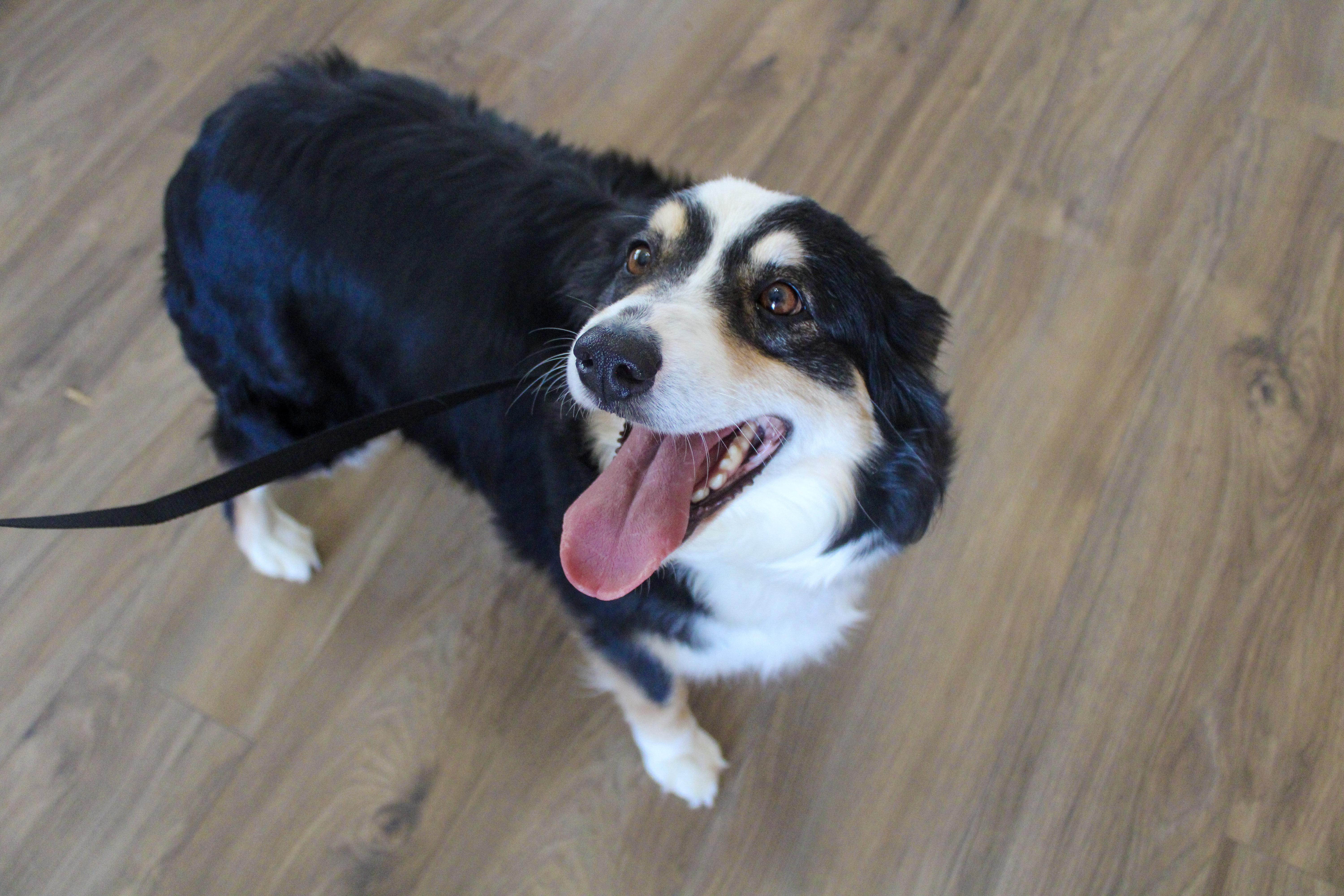 Bessie, adopted, Adult Female Australian Shepherd.