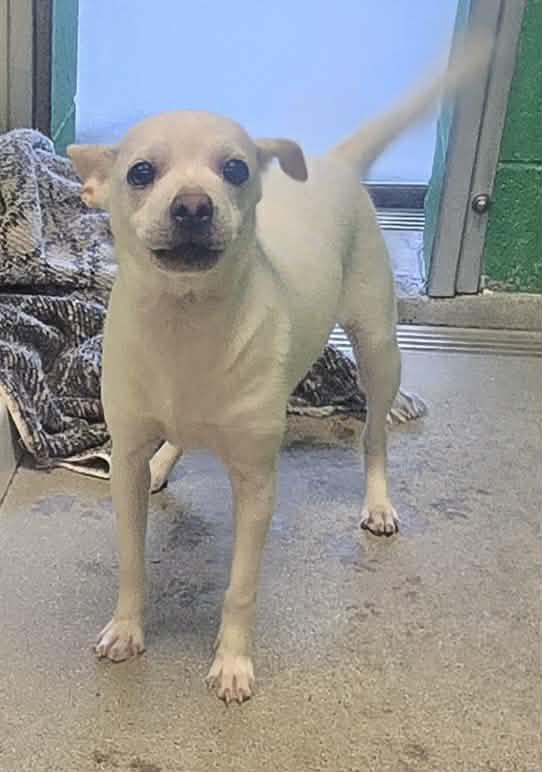 Forklift, adopted, Adult Female Chihuahua.