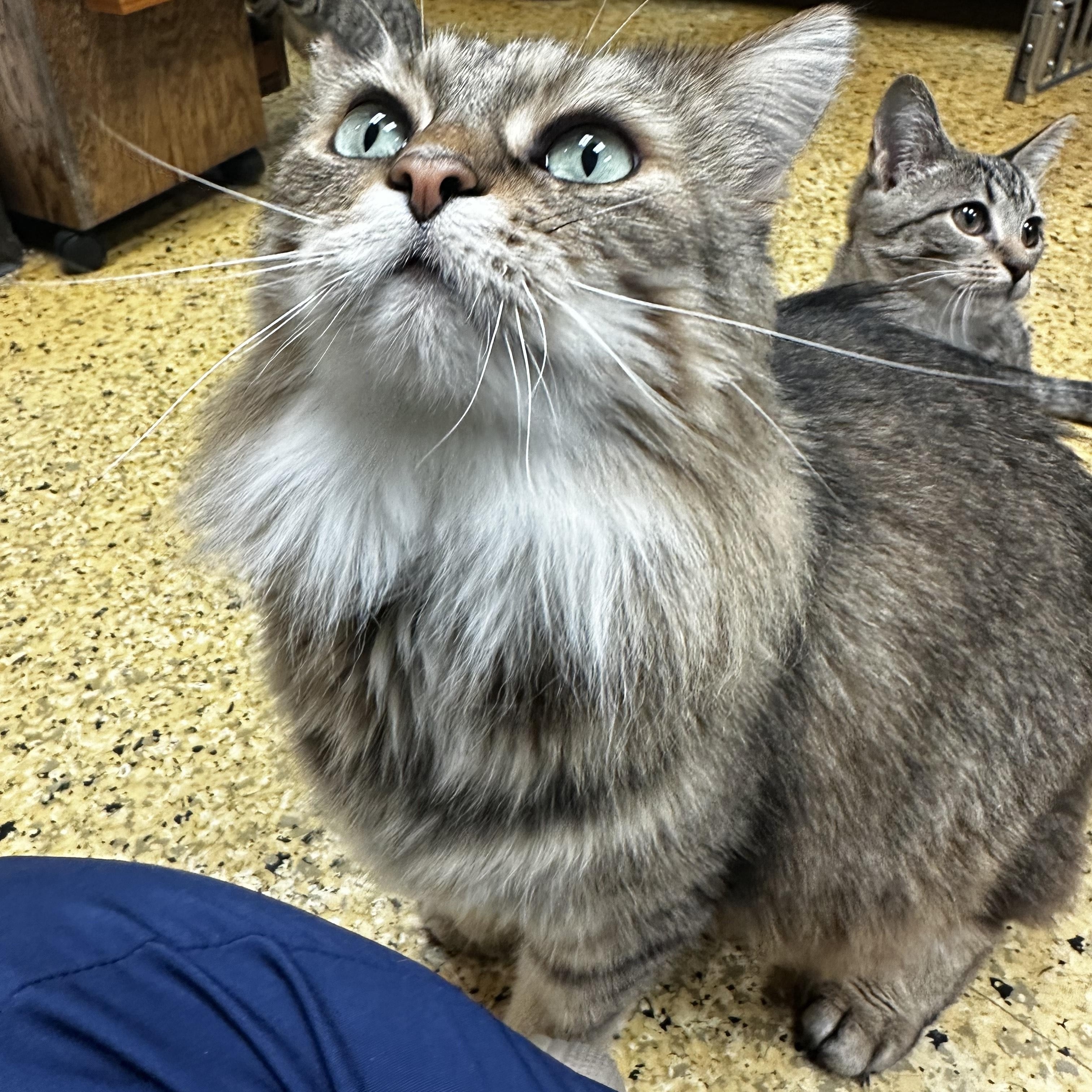 Enlarge Charlie, a Adoptable Domestic Long Hair in Toledo, OH image 4/4
