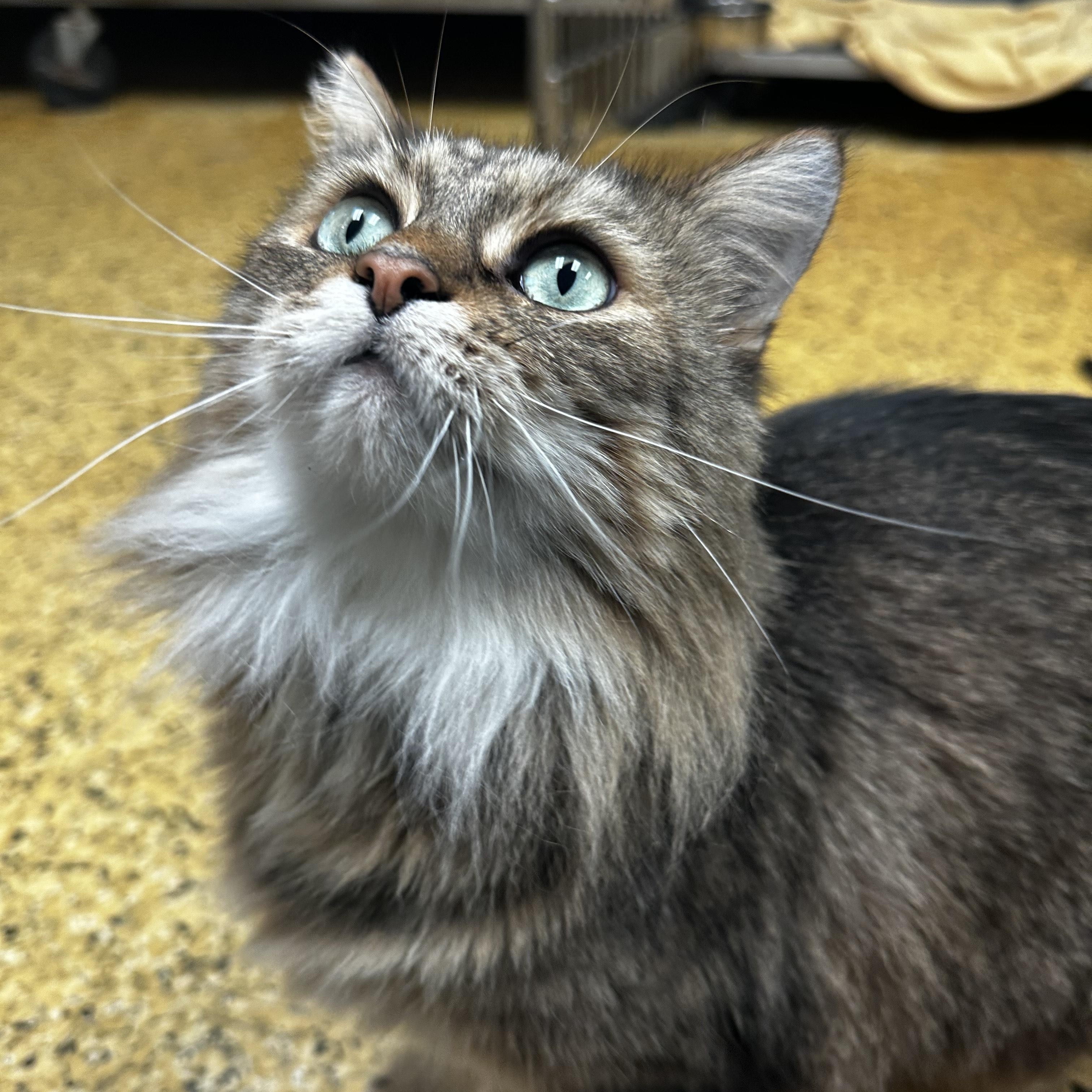 Enlarge Charlie, a Adoptable Domestic Long Hair in Toledo, OH image 1/4