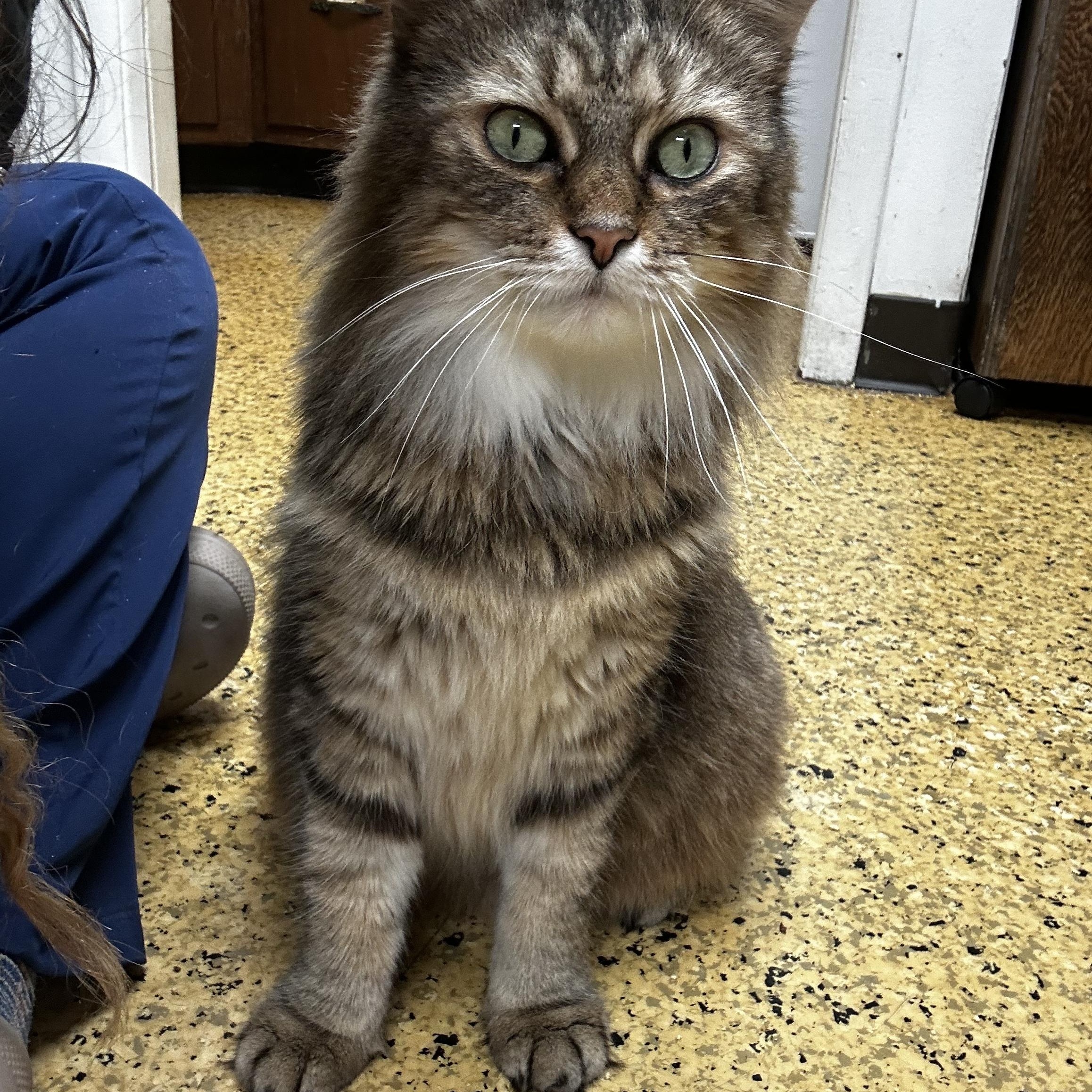 Enlarge Charlie, a Adoptable Domestic Long Hair in Toledo, OH image 3/4