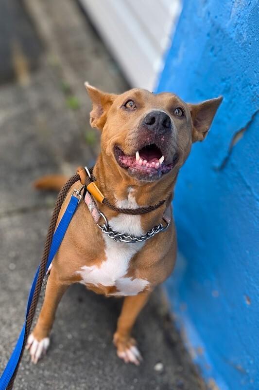 Enlarge Lollipop, a Adoptable mixed breed in Cincinnati, OH image 1/5