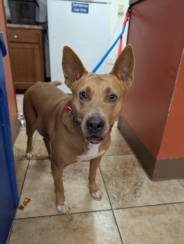 Enlarge Lollipop, a Adoptable mixed breed in Cincinnati, OH image 2/5