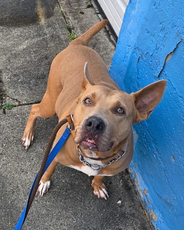 Enlarge Lollipop, a Adoptable mixed breed in Cincinnati, OH image 3/5