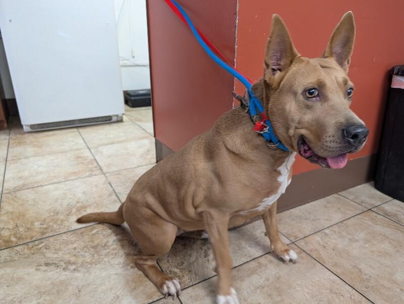 Enlarge Lollipop, a Adoptable mixed breed in Cincinnati, OH image 4/5