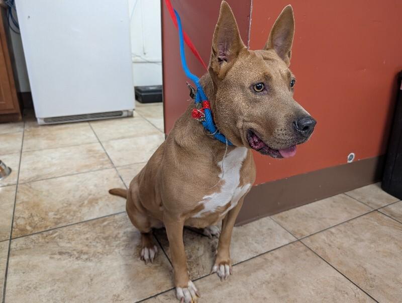 Enlarge Lollipop, a Adoptable mixed breed in Cincinnati, OH image 5/5