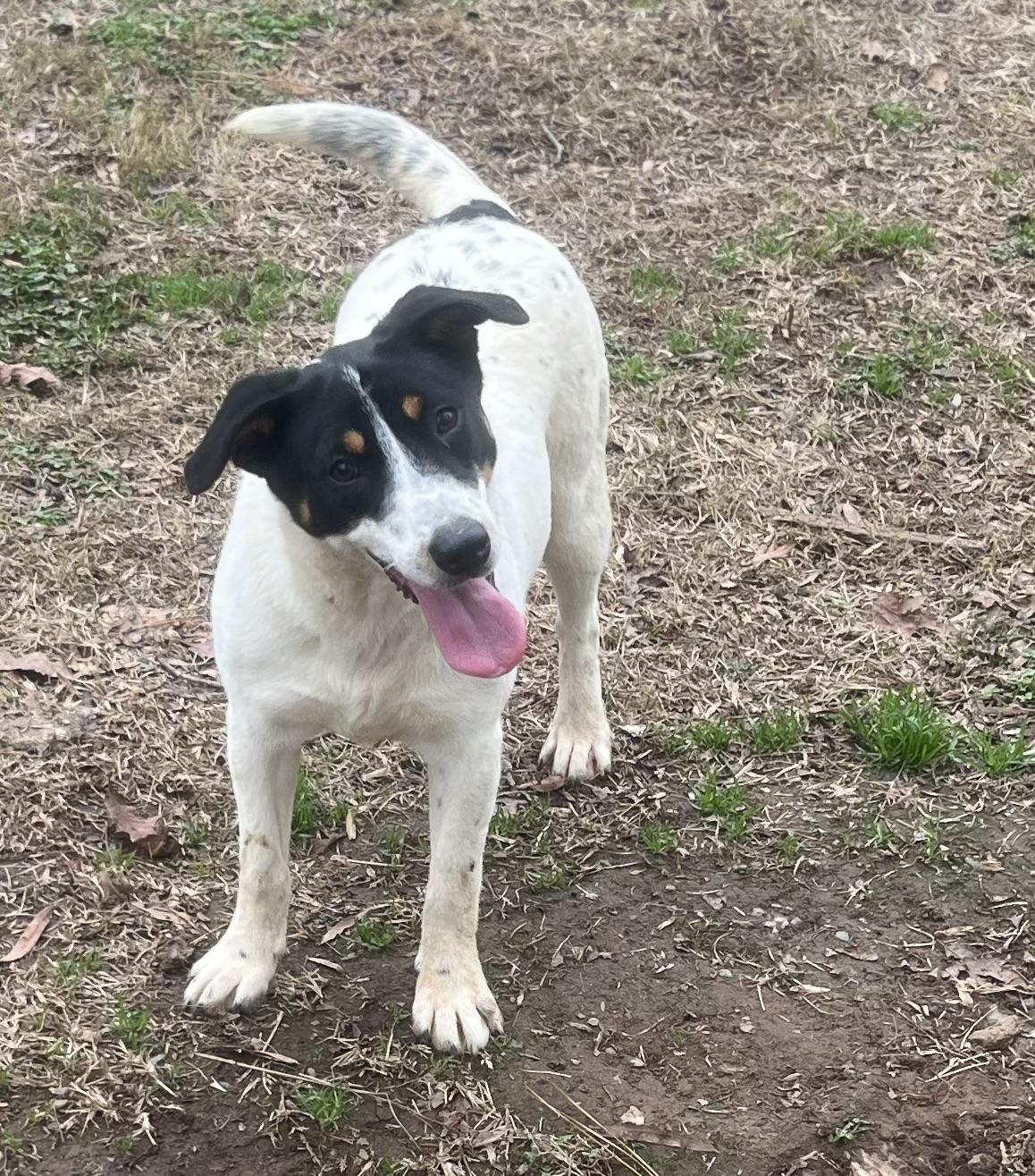Enlarge Hazel, a Adoptable mixed breed in Rock Hill, SC image 1/2