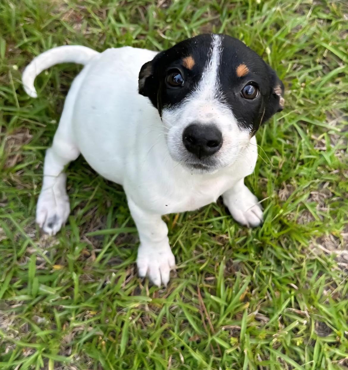 Enlarge Hazel, a Adoptable mixed breed in Rock Hill, SC image 2/2