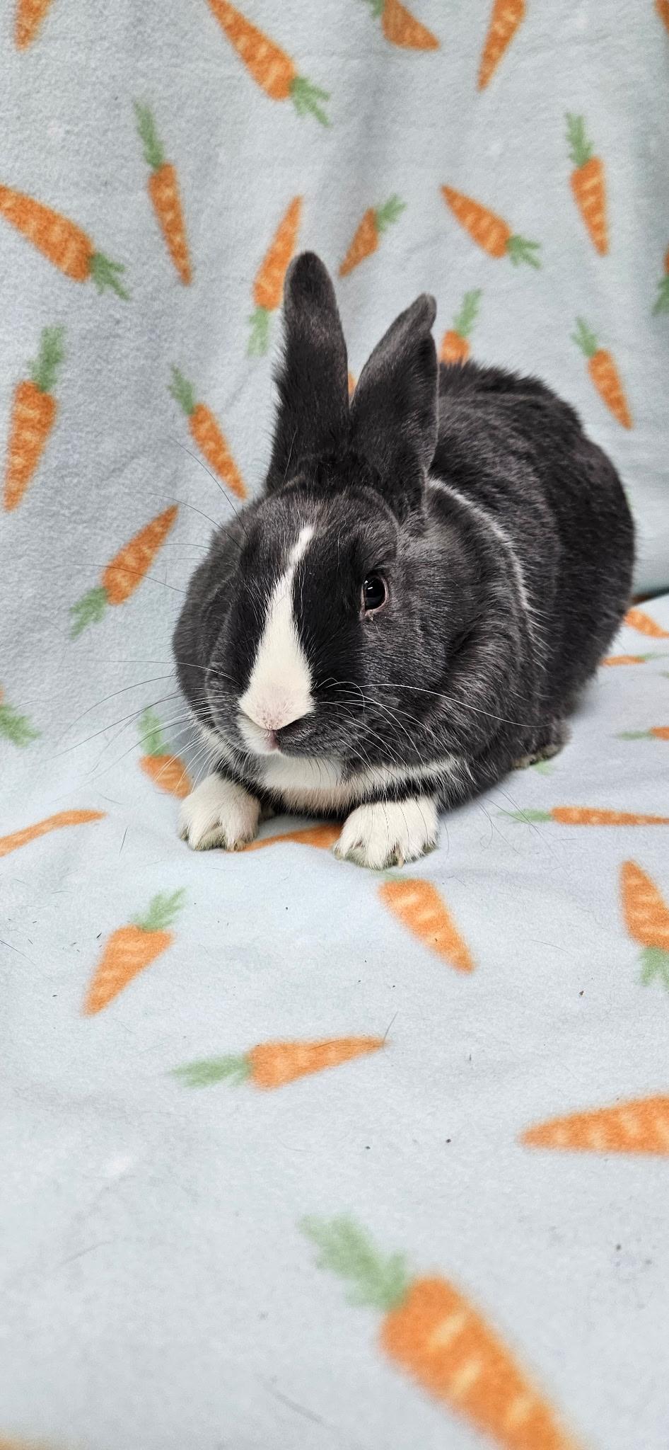 Scout, ADOPTABLE, Adult Male Dutch.