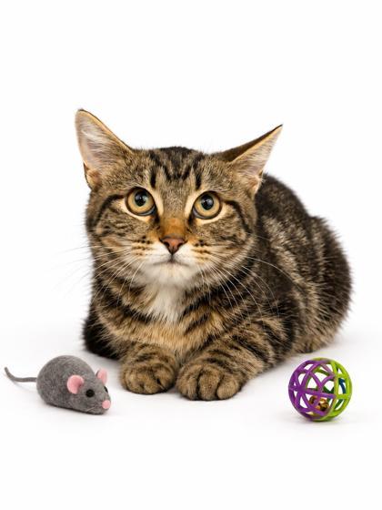Blair, Adoptable, Young Female Domestic Short Hair & Domestic Short Hair.