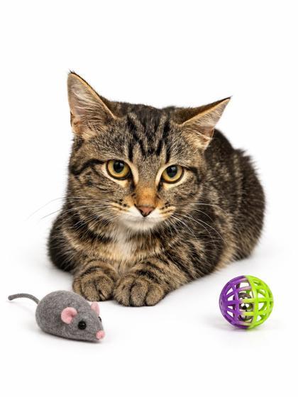 Enlarge Blair, a Adoptable mixed breed in Bowling Green, KY image 2/2