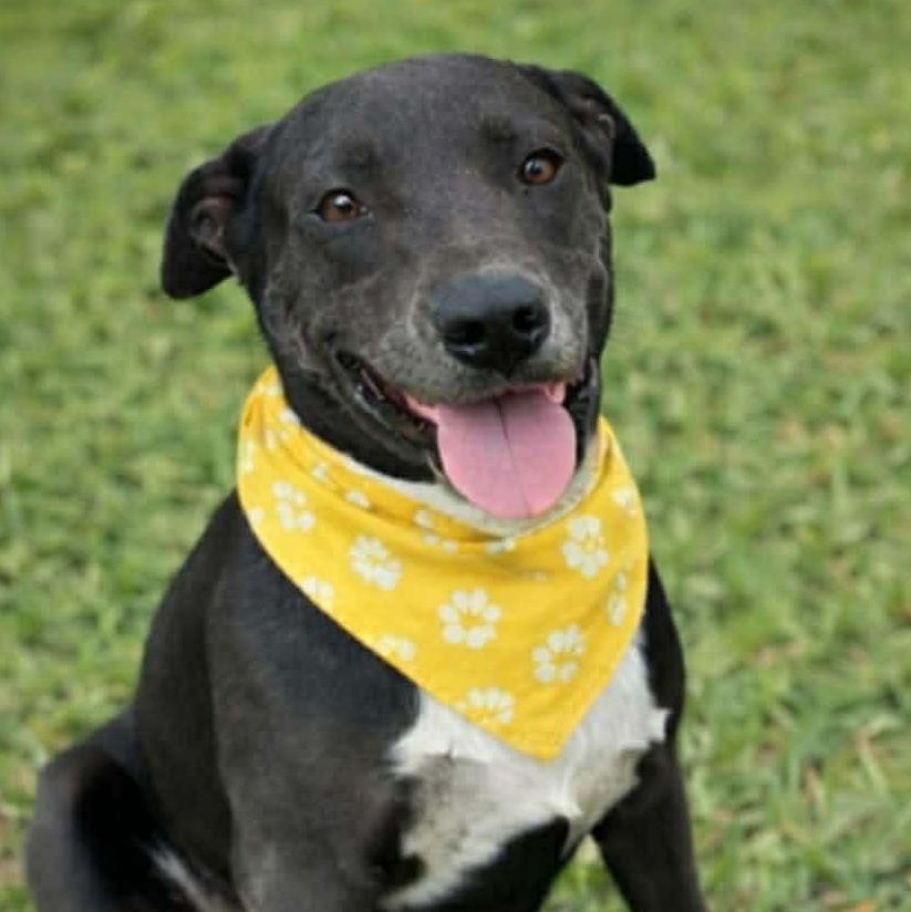 Enlarge Chance, a ADOPTABLE mixed breed in Boise, ID image 1/3