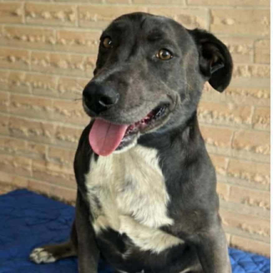 Enlarge Chance, a ADOPTABLE mixed breed in Boise, ID image 3/3