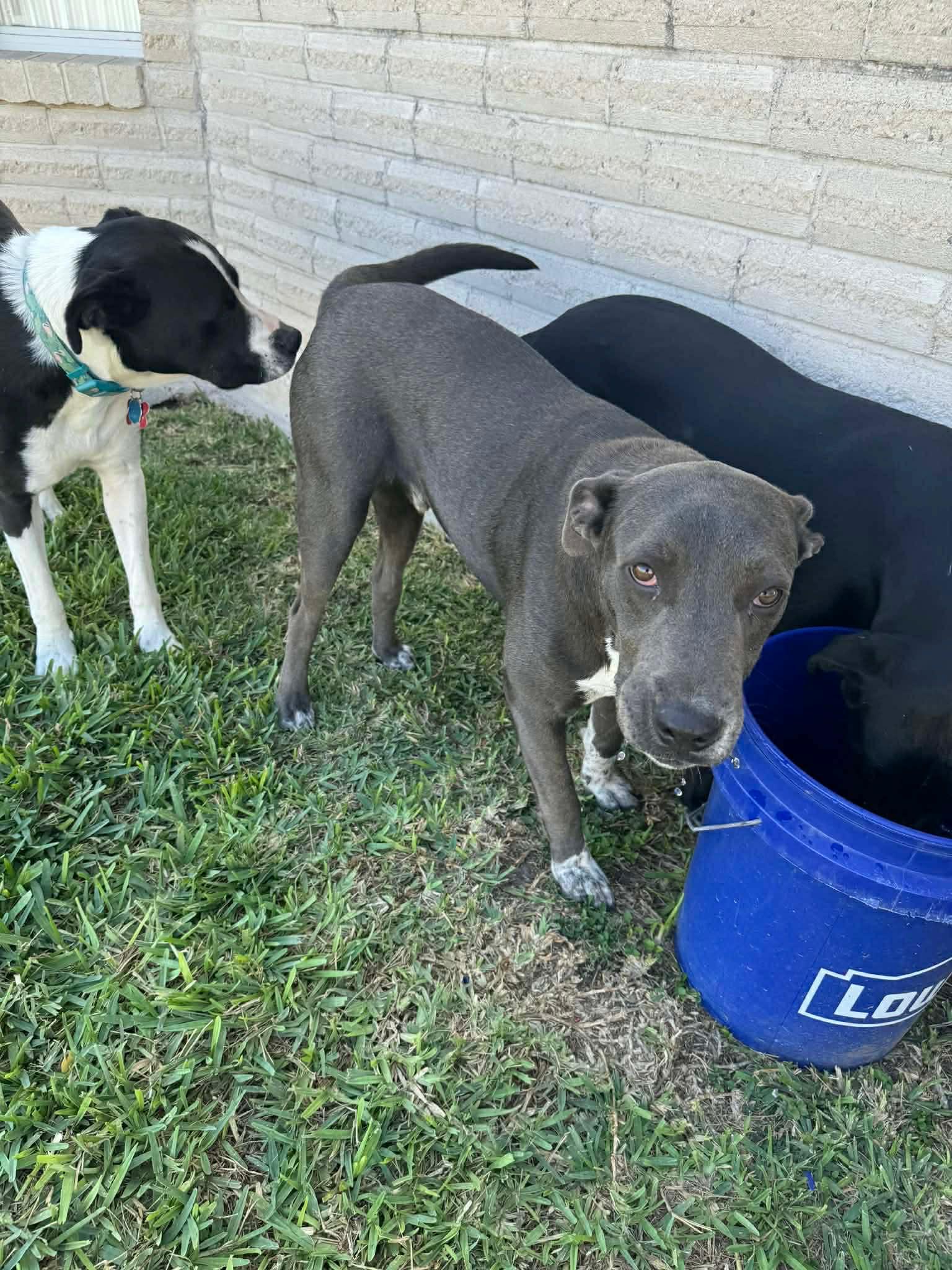 Enlarge Chance, a ADOPTABLE mixed breed in Boise, ID image 2/3