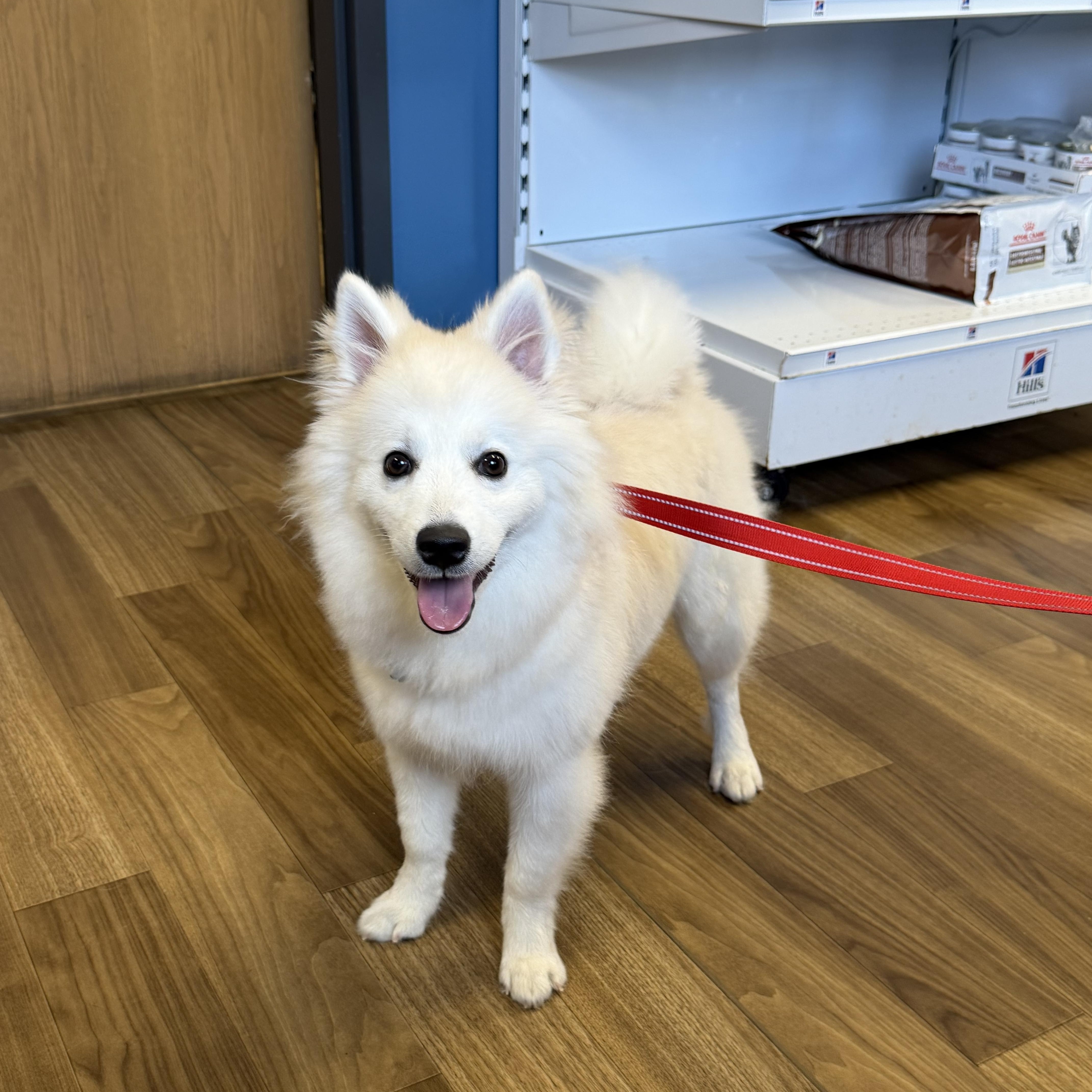 Jersey, Adopted, Puppy Female American Eskimo Dog & Klee Kai.