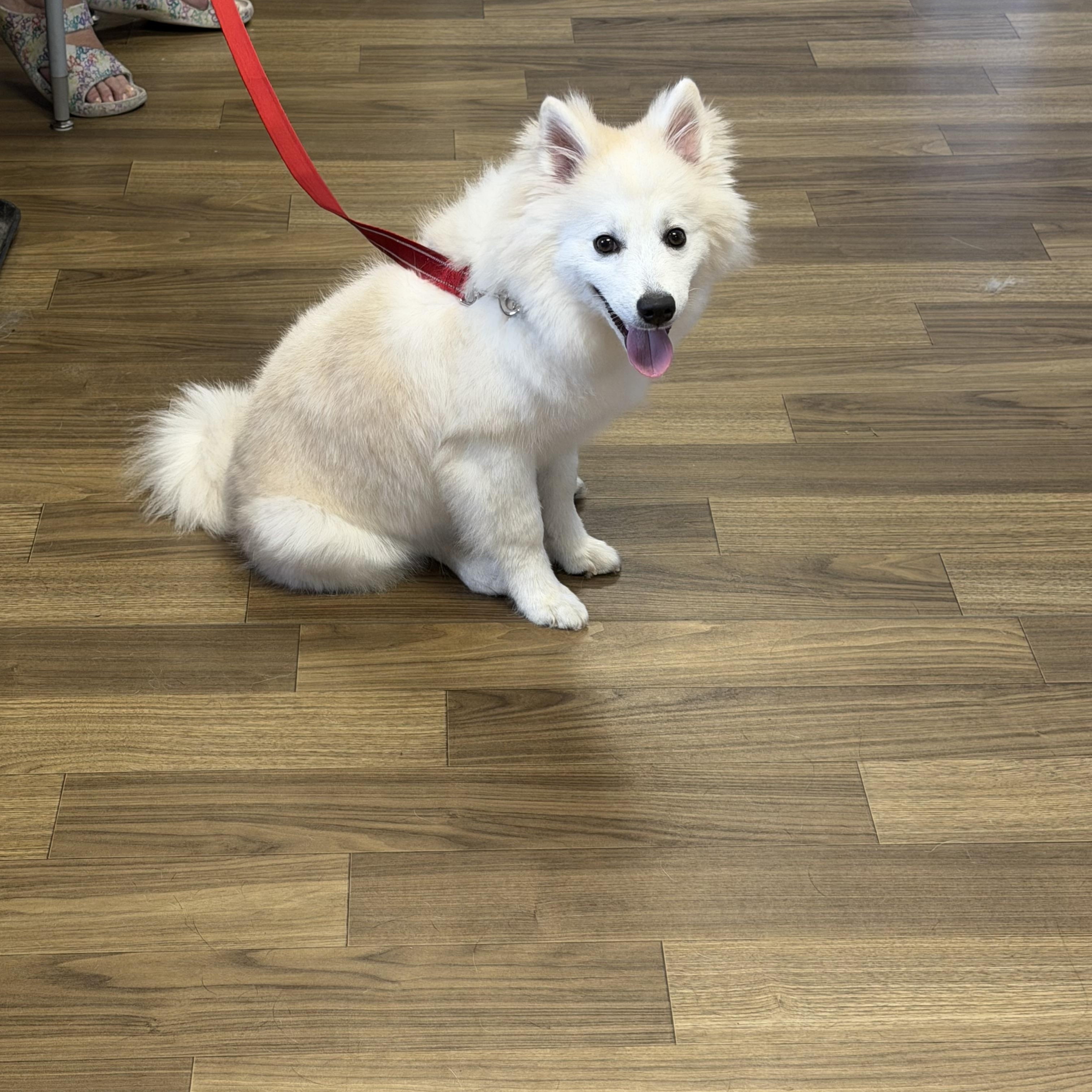 Enlarge Jersey, a Adopted mixed breed in Bettendorf, IA image 4/6