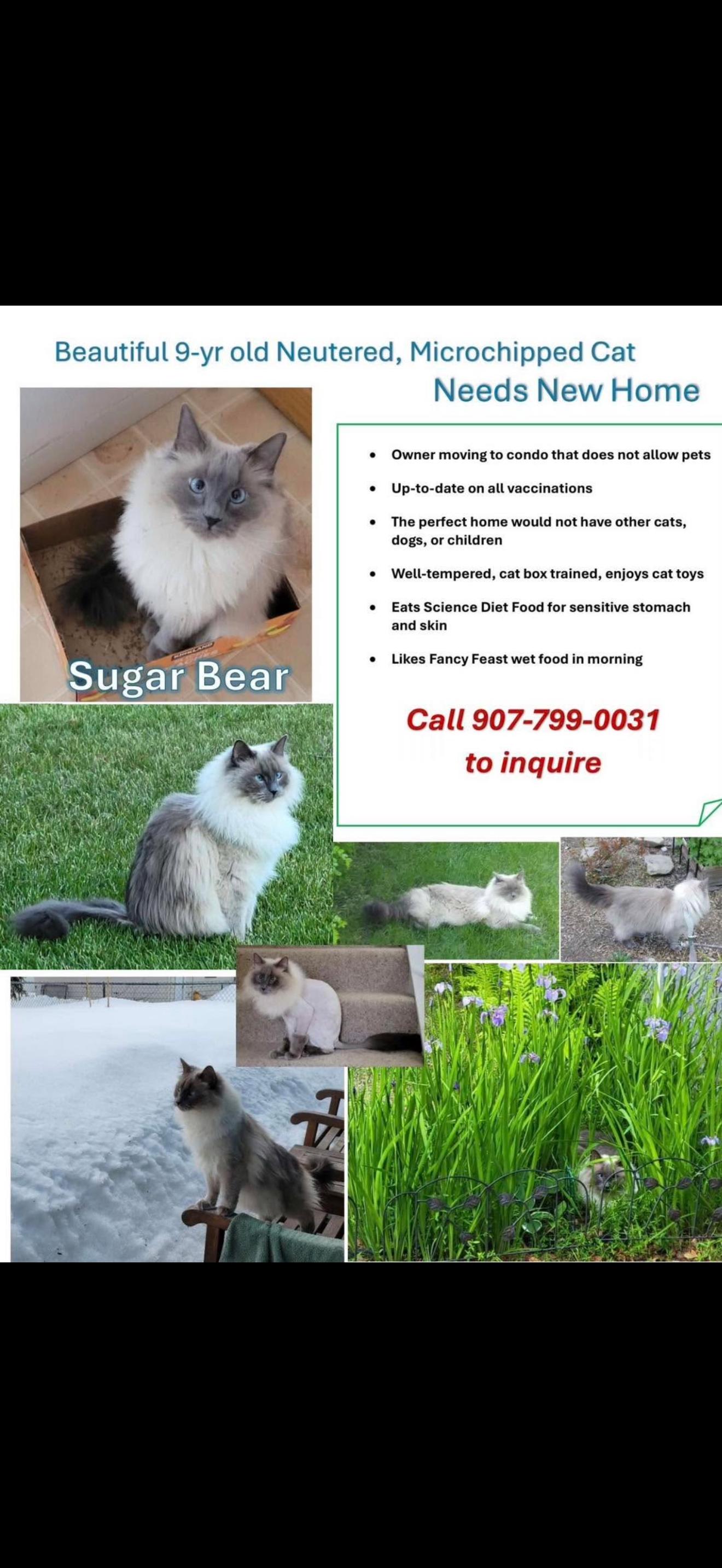 Enlarge Sugar bear, a Adoptable mixed breed in Fairbanks, AK image 1/1