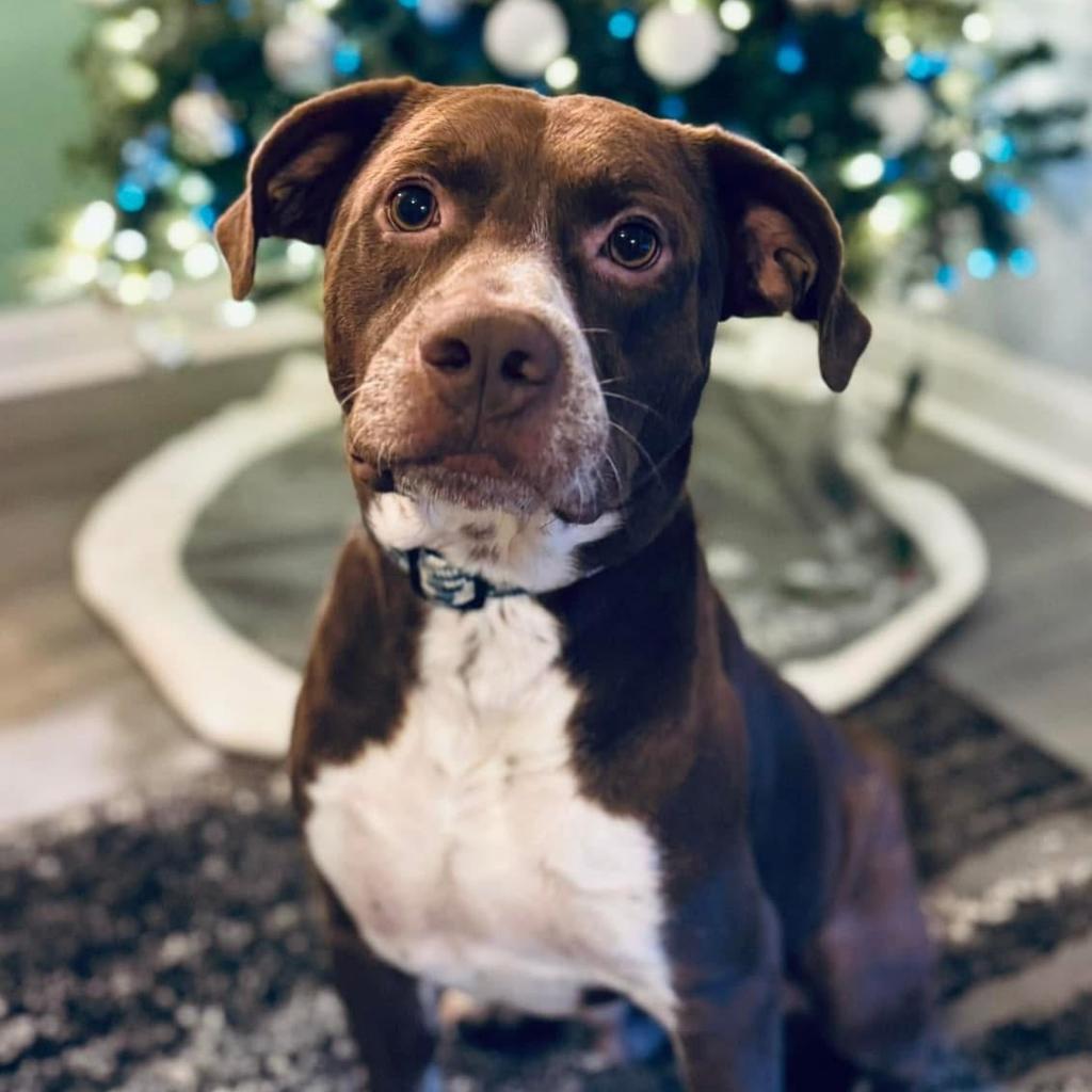 Cinni Wings, a Adoptable Mixed Breed in Savannah, GA image 1/6