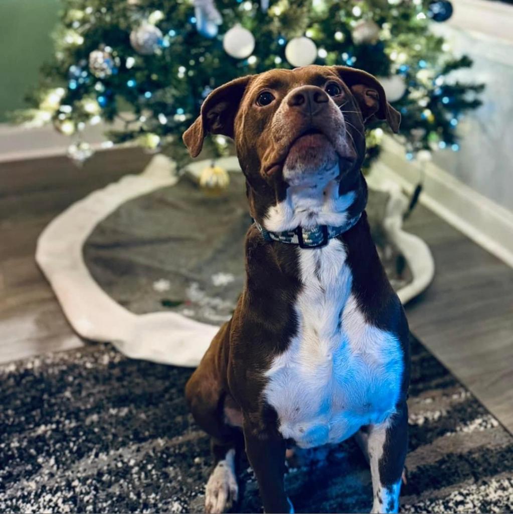 Cinni Wings, a Adoptable Mixed Breed in Savannah, GA image 2/6