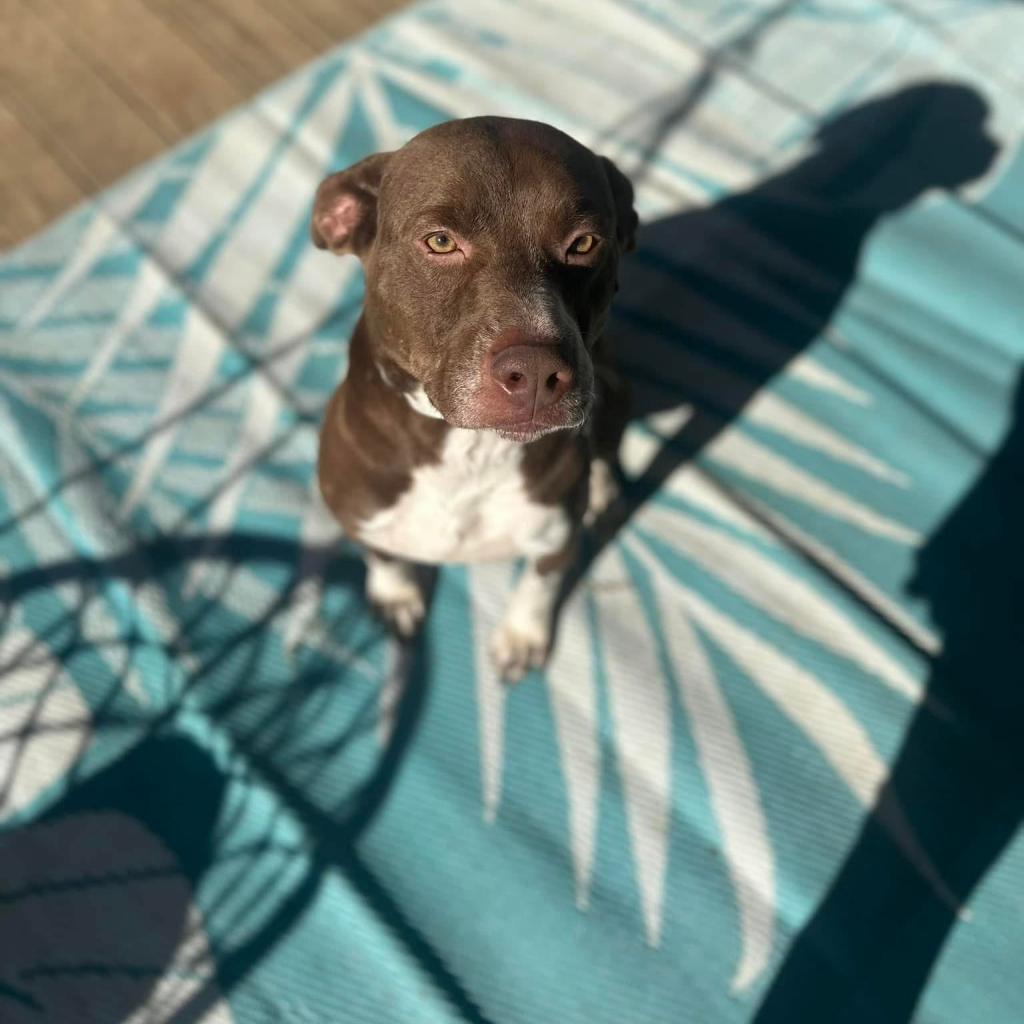 Cinni Wings, a Adoptable Mixed Breed in Savannah, GA image 3/6