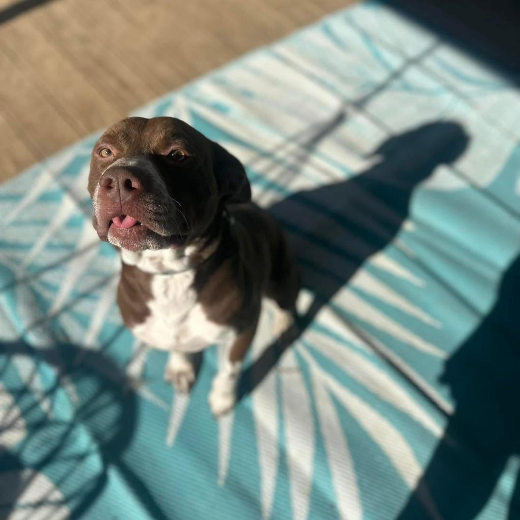 Cinni Wings, a Adoptable Mixed Breed in Savannah, GA image 4/6