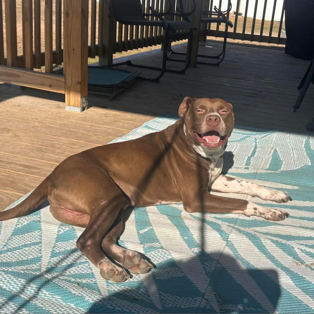 Cinni Wings, a Adoptable Mixed Breed in Savannah, GA image 5/6