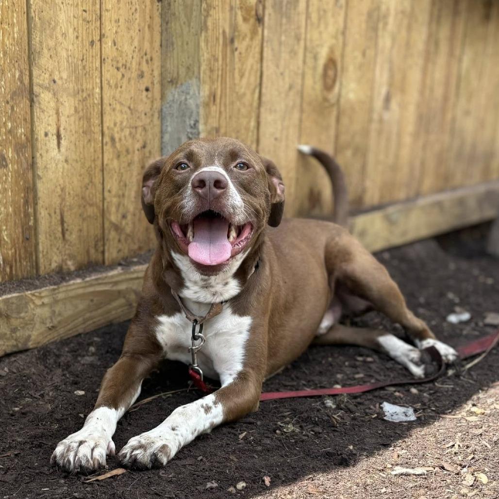 Cinni Wings, a Adoptable Mixed Breed in Savannah, GA image 6/6