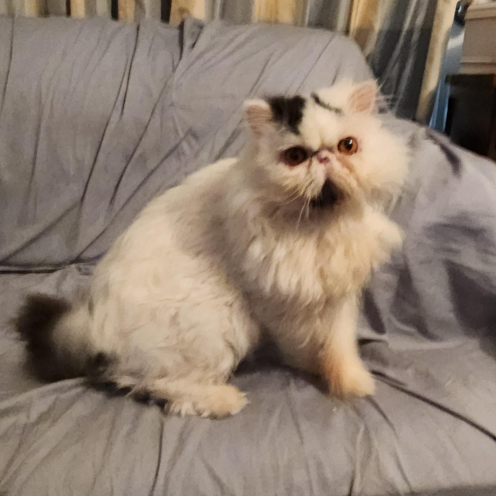 RAJAH, a Adoptable Persian in Warr Acres, OK image 4/4