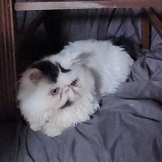 RAJAH, a Adoptable Persian in Warr Acres, OK image 3/4