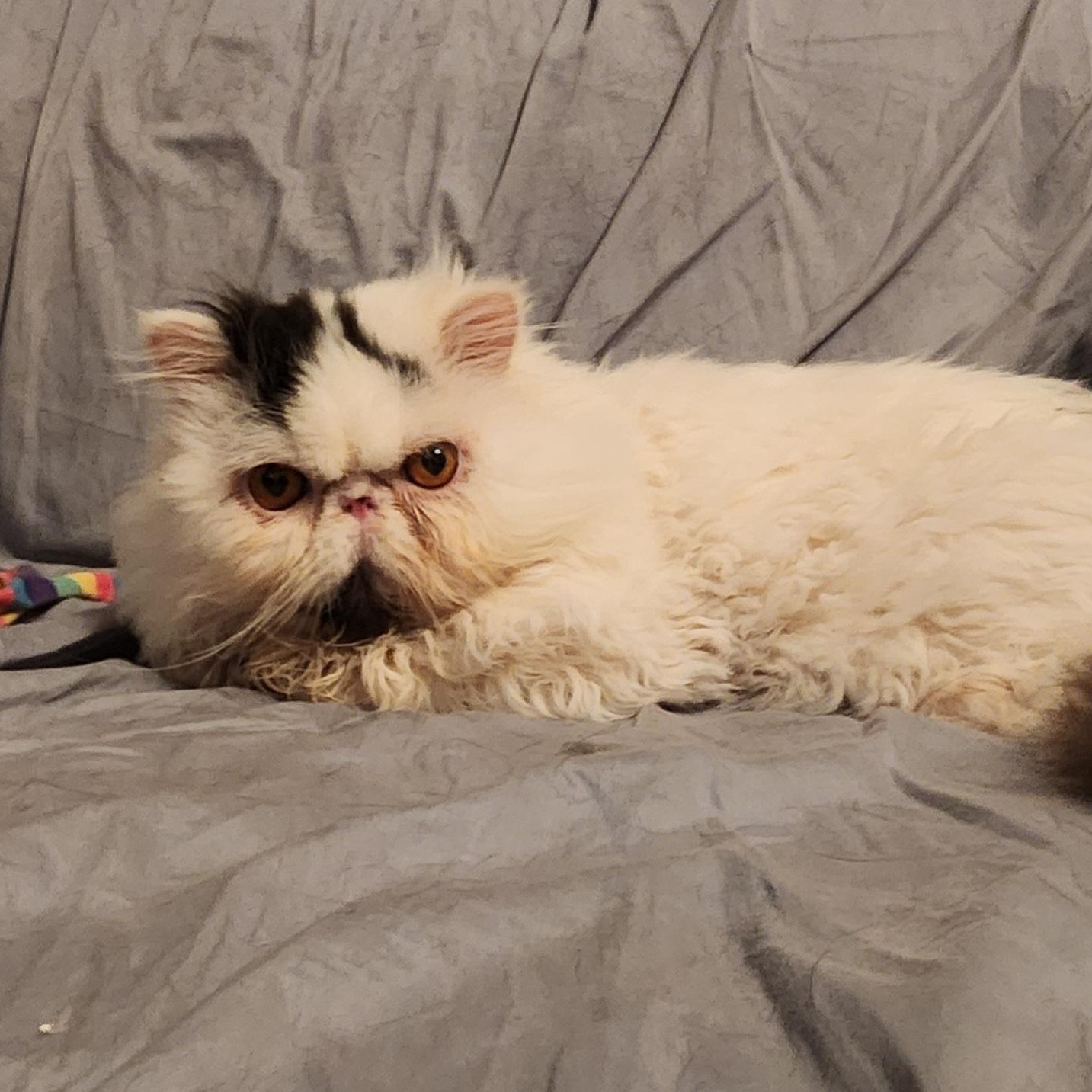 RAJAH, a Adoptable Persian in Warr Acres, OK image 1/4