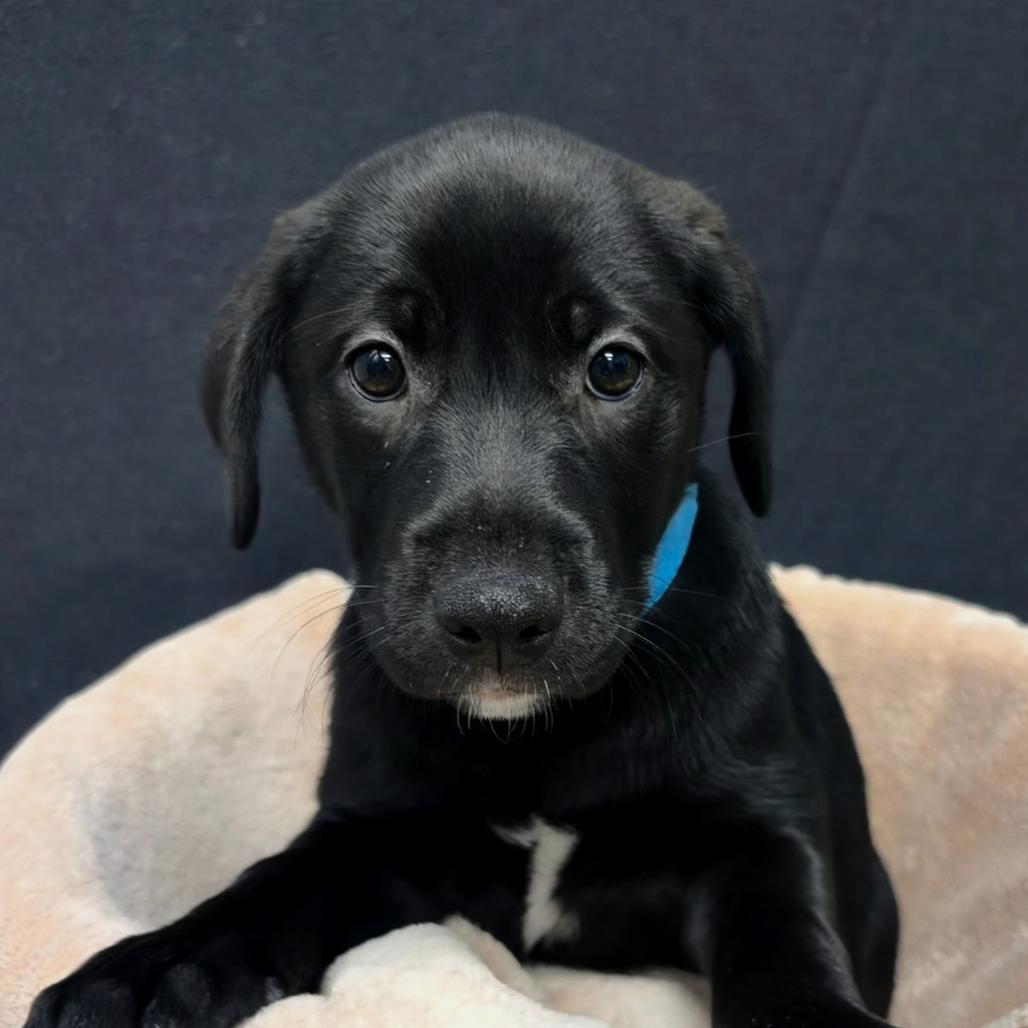 Enlarge Simone, a Adoptable mixed breed in Belleville, IL image 1/1