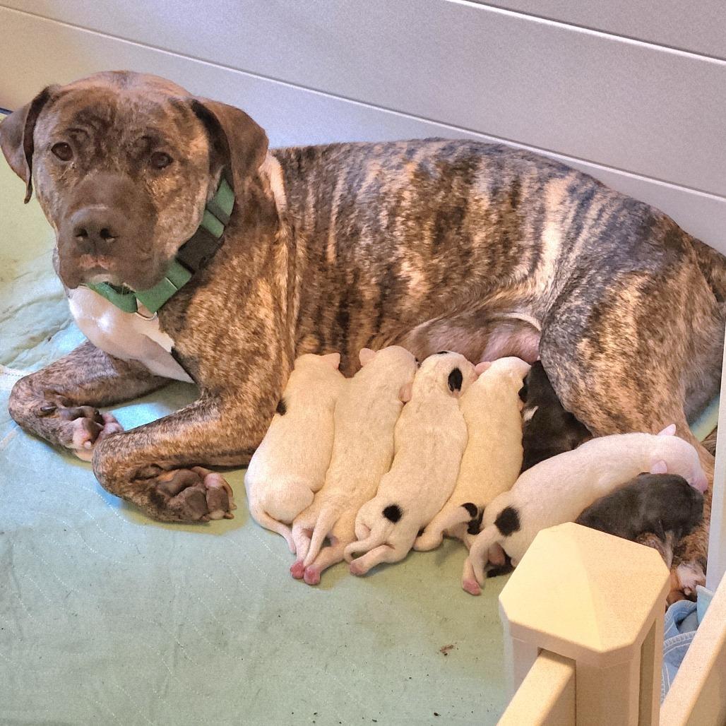 Enlarge Mulan - My adoption fee is fully sponsored - In loving memory of Denver and Rosco, an adopted Mixed Breed in Tyner, NC image 1/3